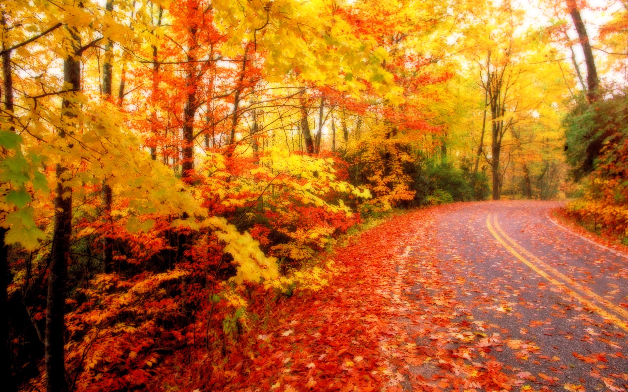 Fall Leaves Wallpapers