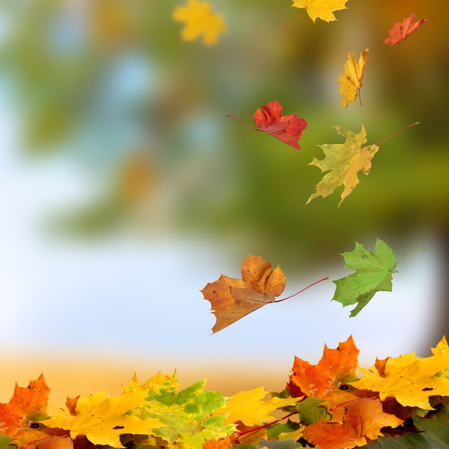 Fall Leaves Wallpapers