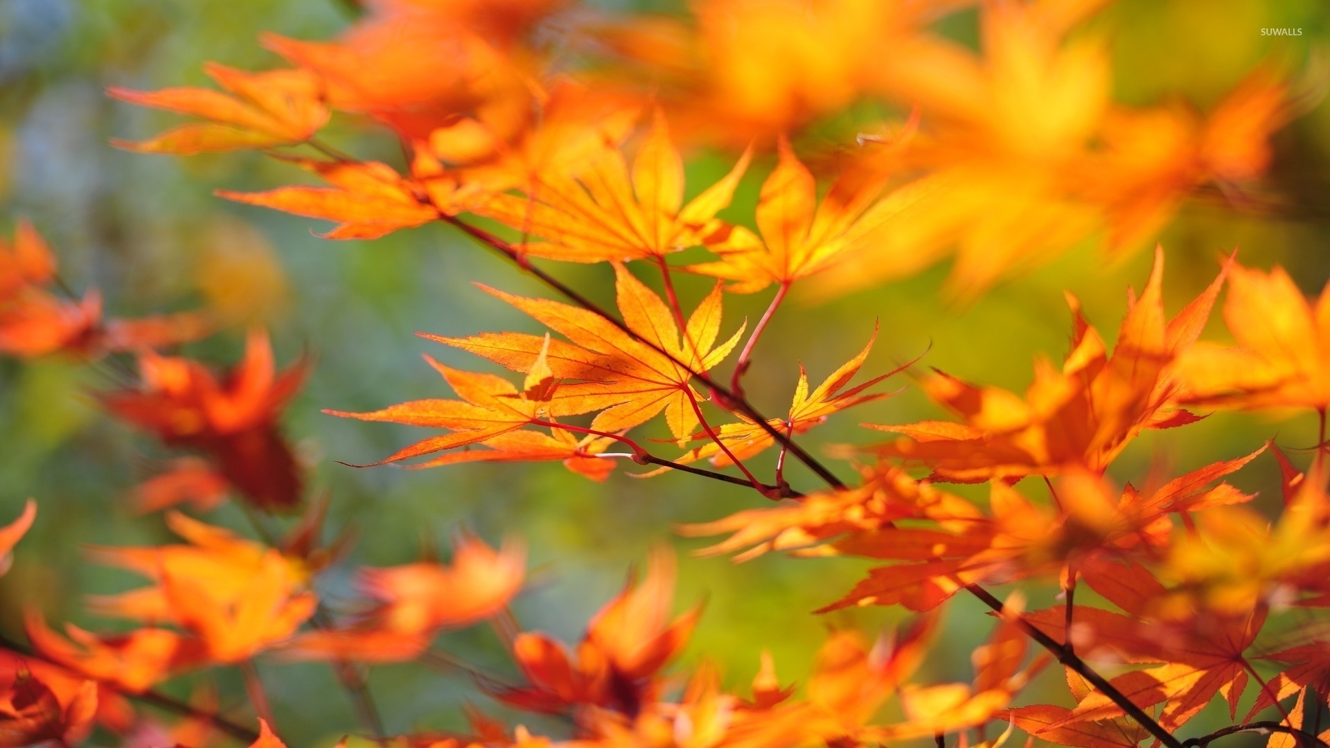 Fall Leaves Wallpapers