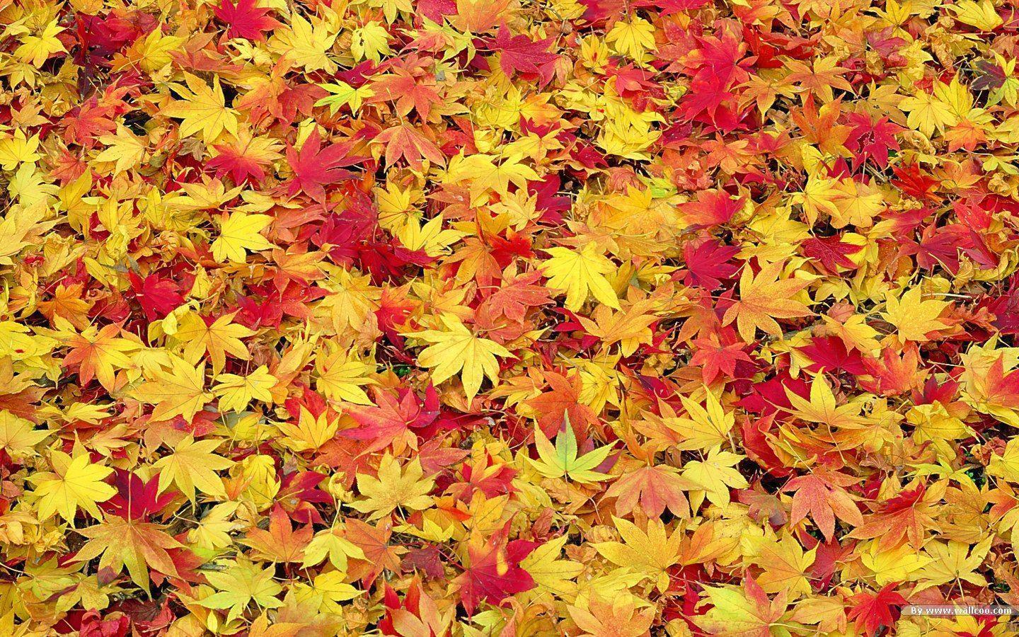 Fall Leaves Wallpapers