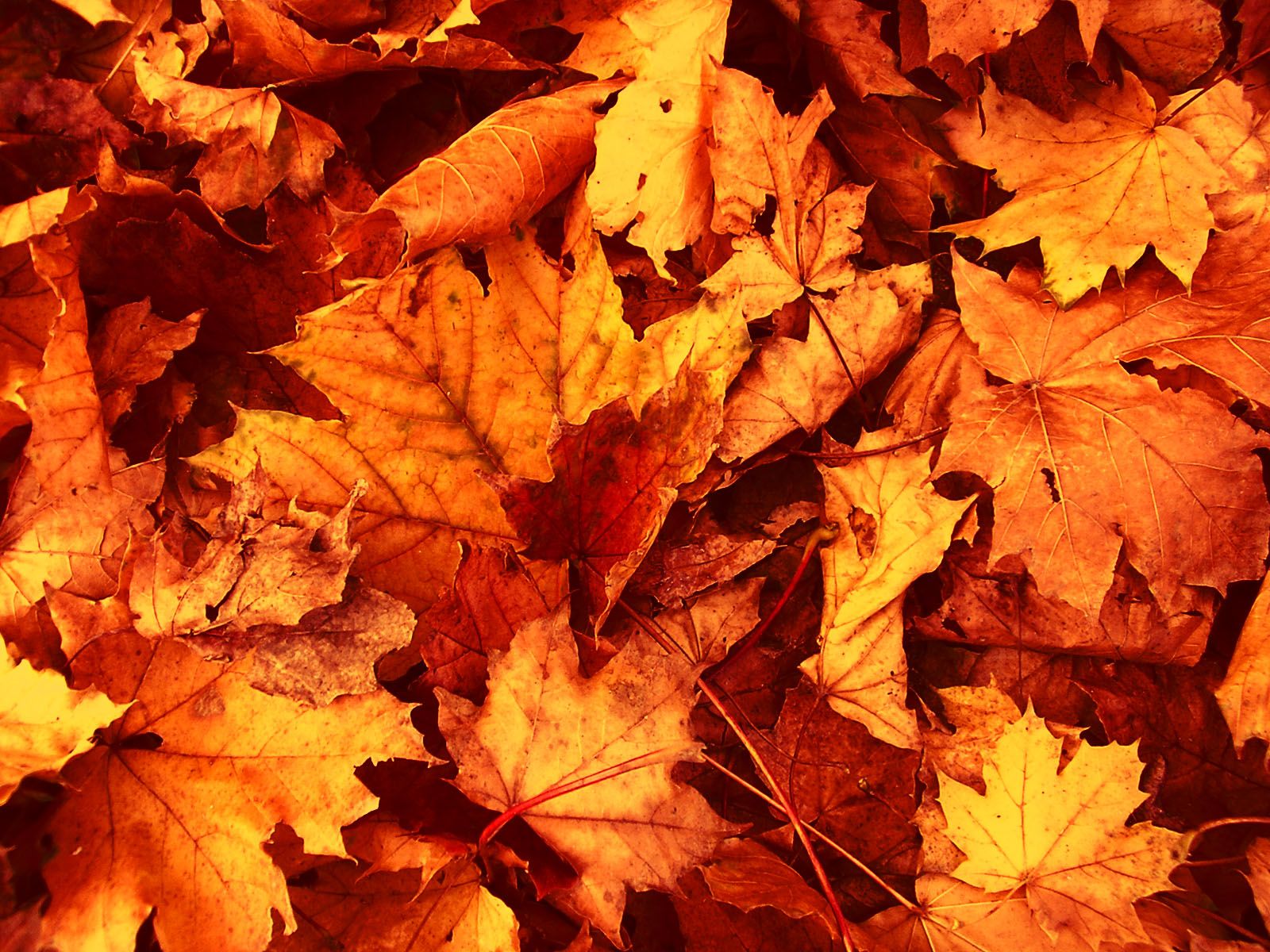 Fall Leaves Wallpapers