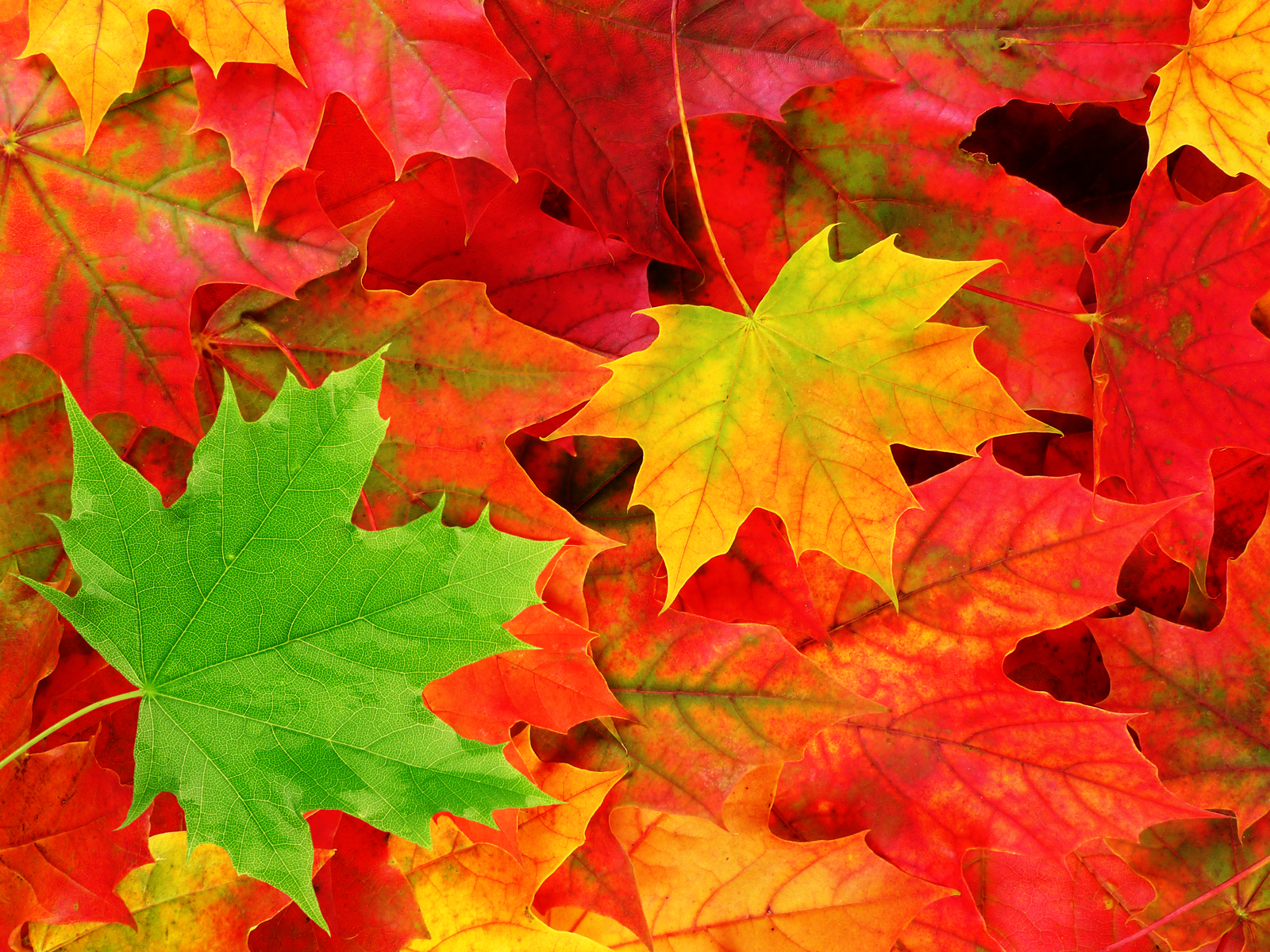 Fall Leaves Wallpapers