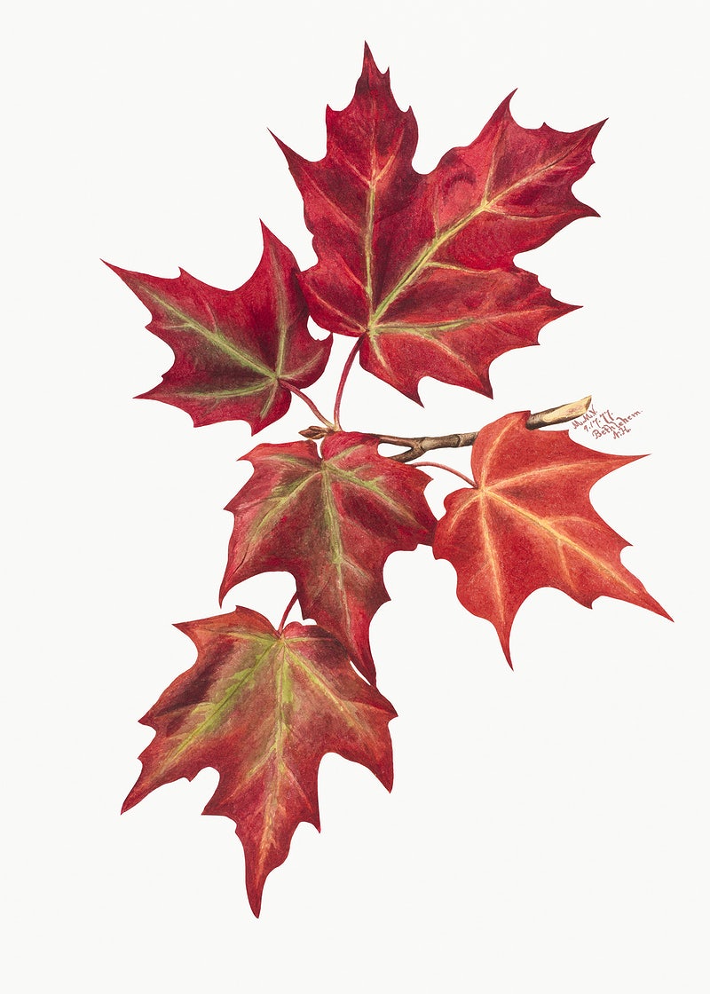 Fall Leaves Wallpapers