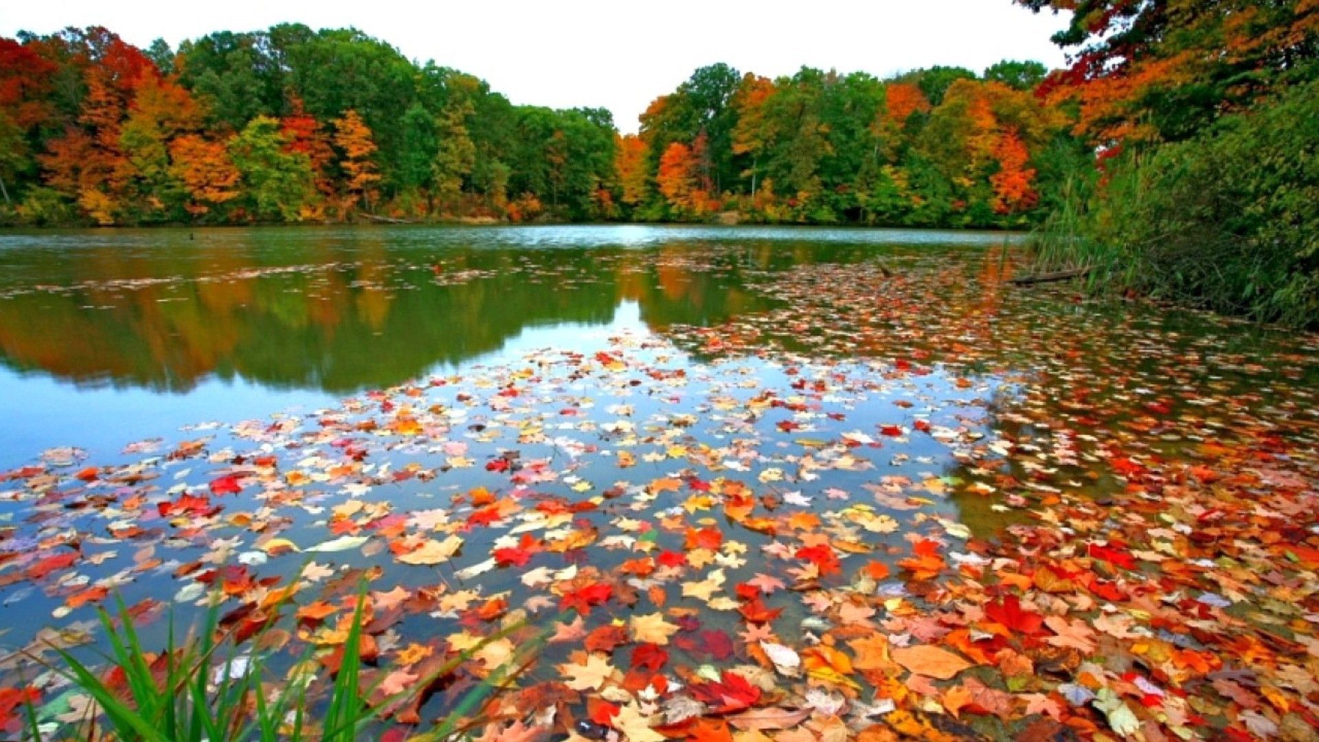 Fall Leaves Wallpapers