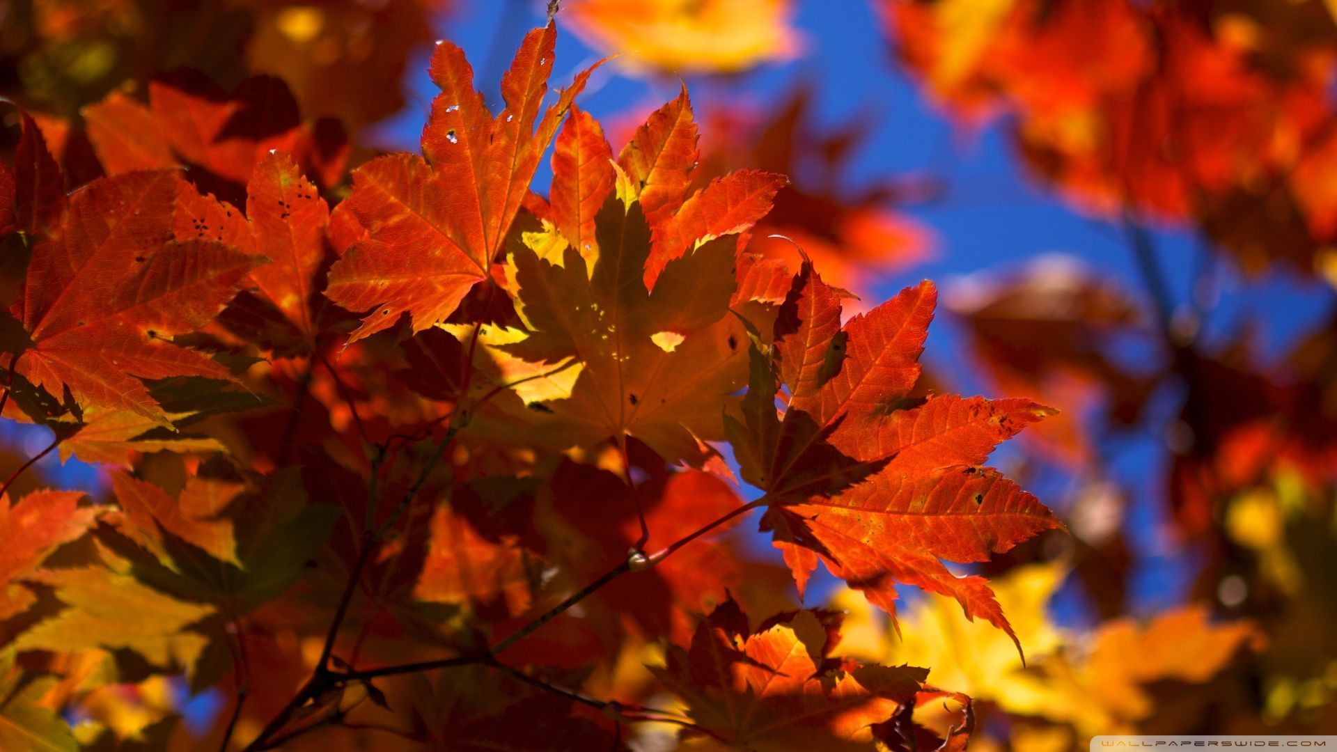 Fall Leaves Wallpapers