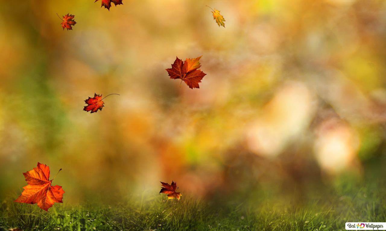 Fall Leaves Wallpapers