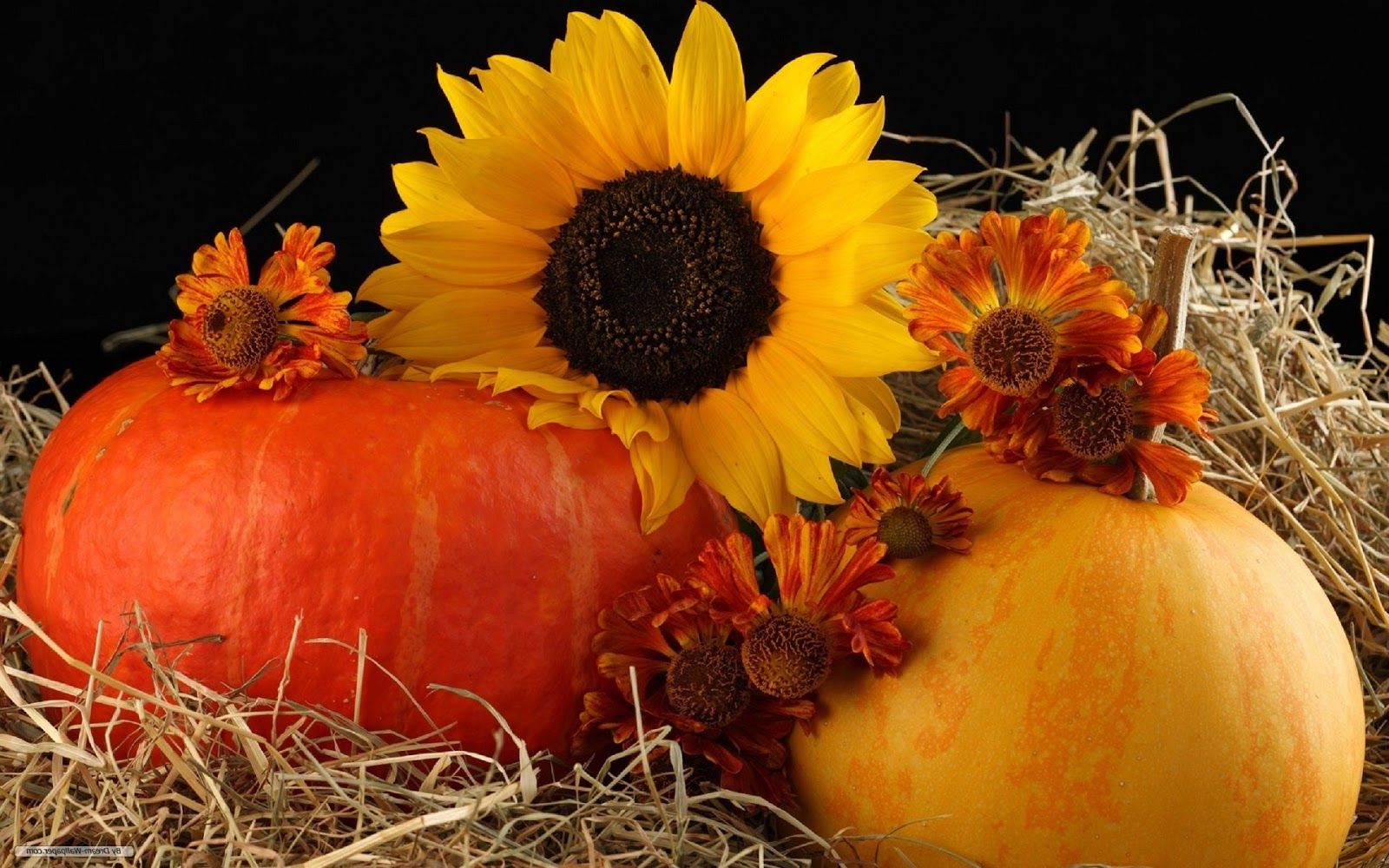 Fall Pictures With Pumpkins And Sunflowers Wallpapers