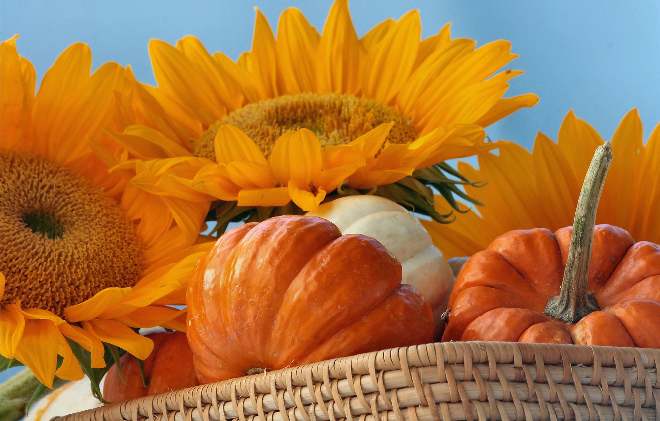 Fall Pictures With Pumpkins And Sunflowers Wallpapers