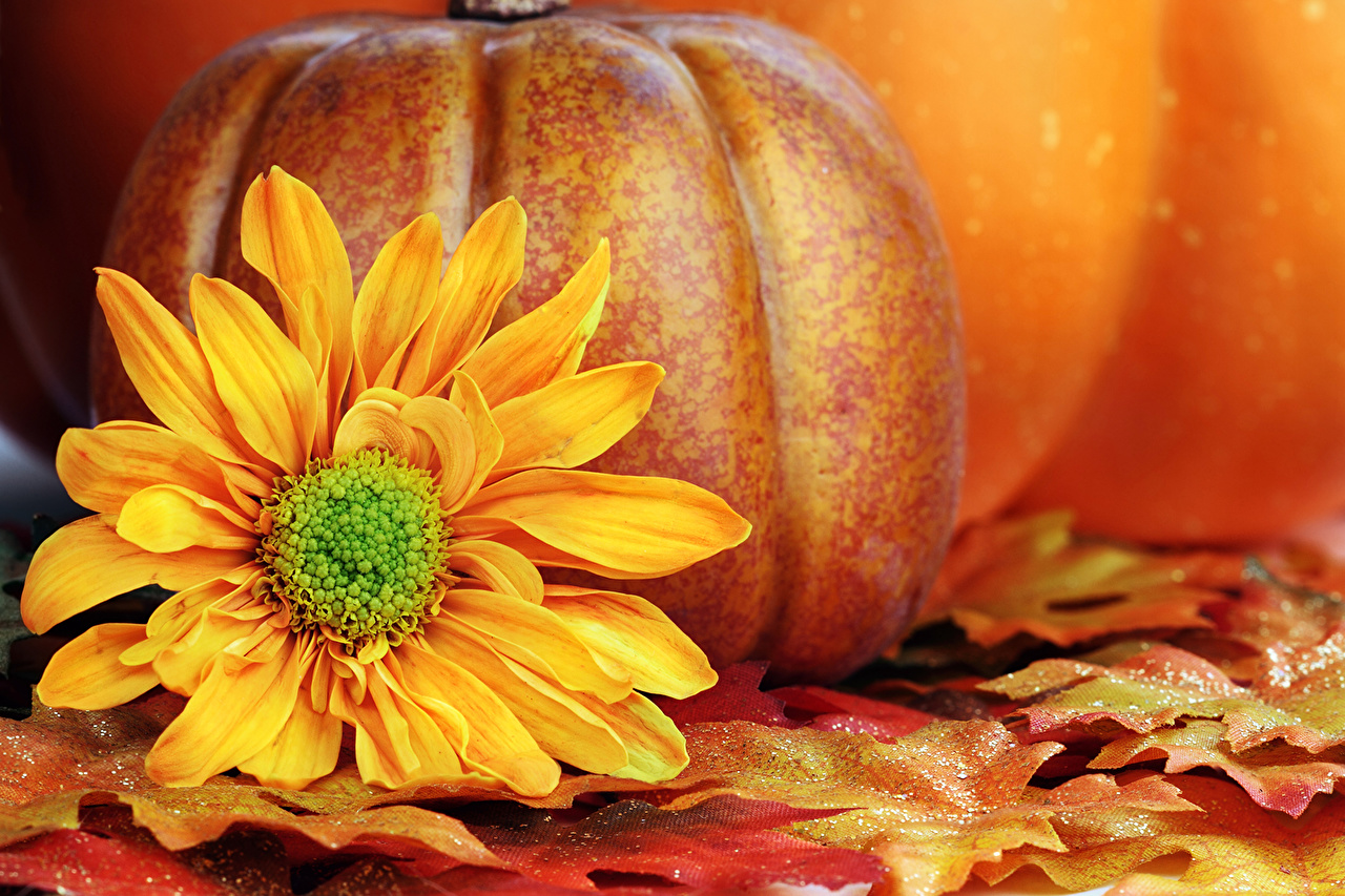 Fall Pictures With Pumpkins And Sunflowers Wallpapers