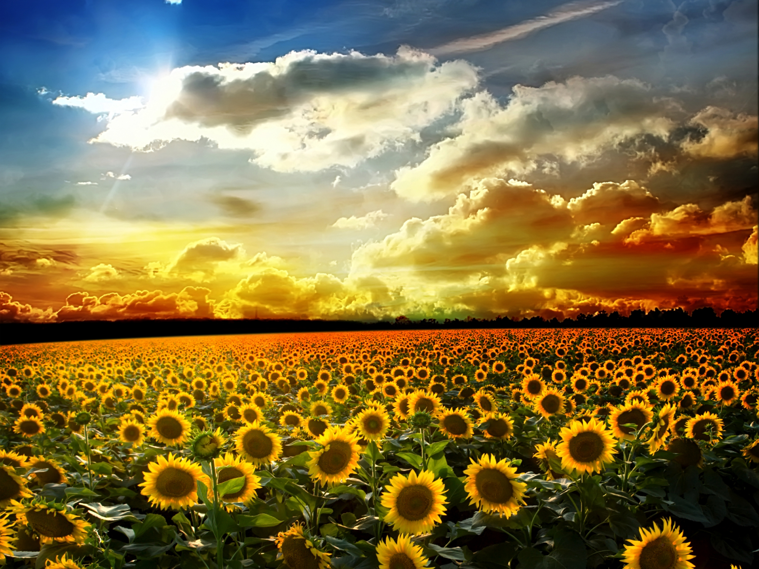 Fall Sunflower Wallpapers