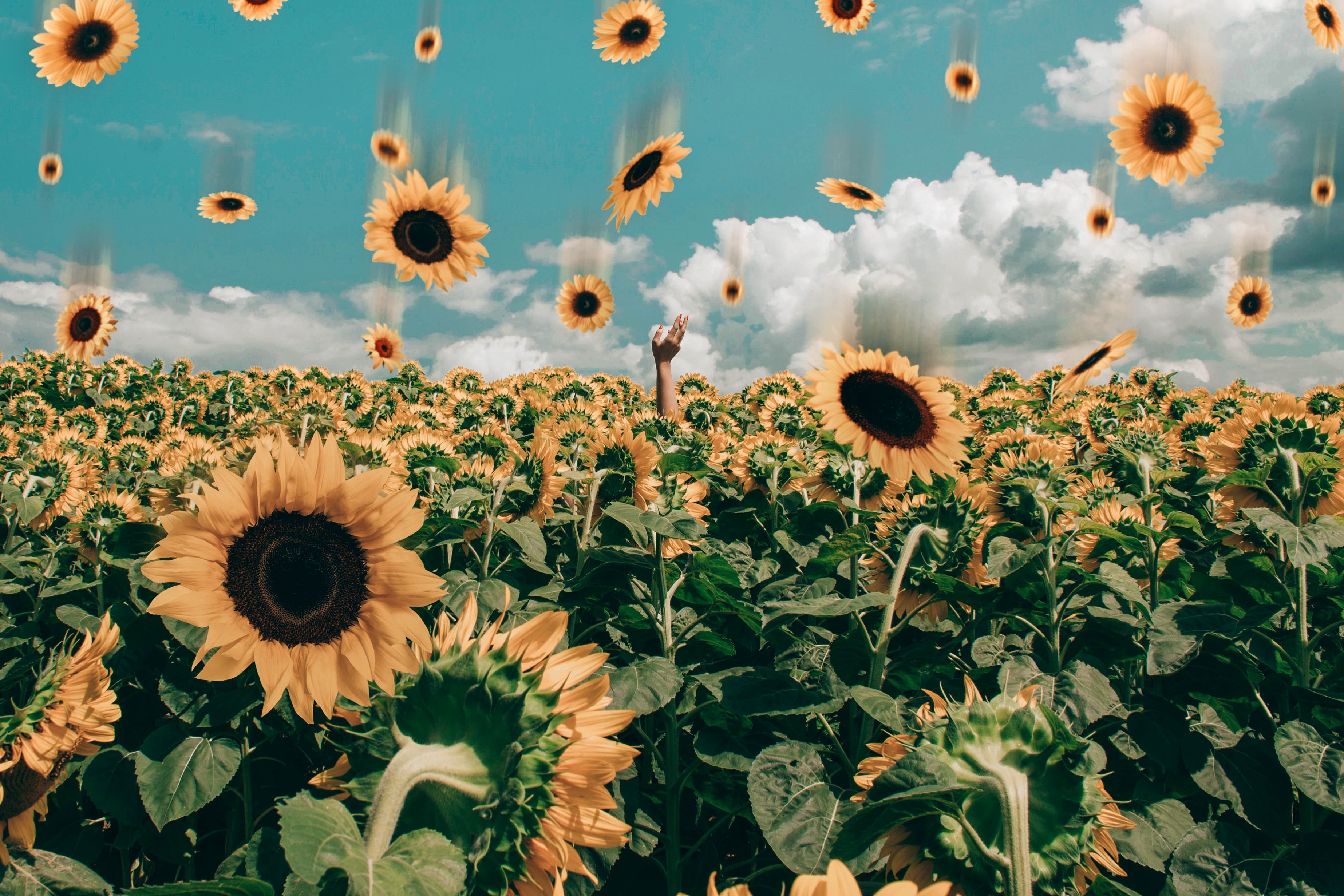 Fall Sunflower Wallpapers