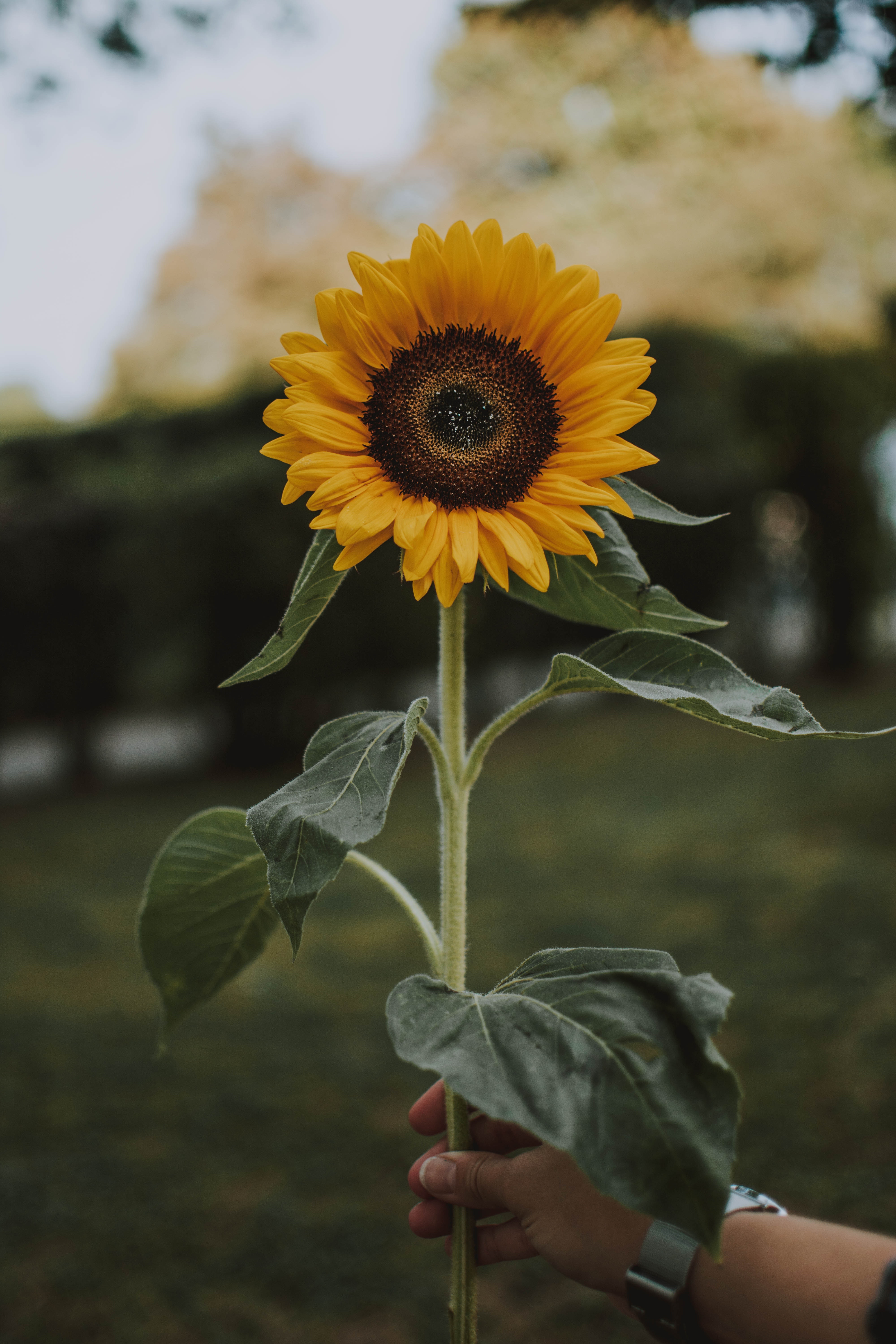 Fall Sunflower Wallpapers