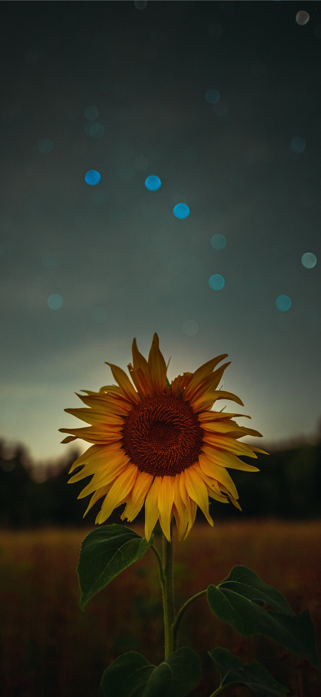 Fall Sunflower Wallpapers