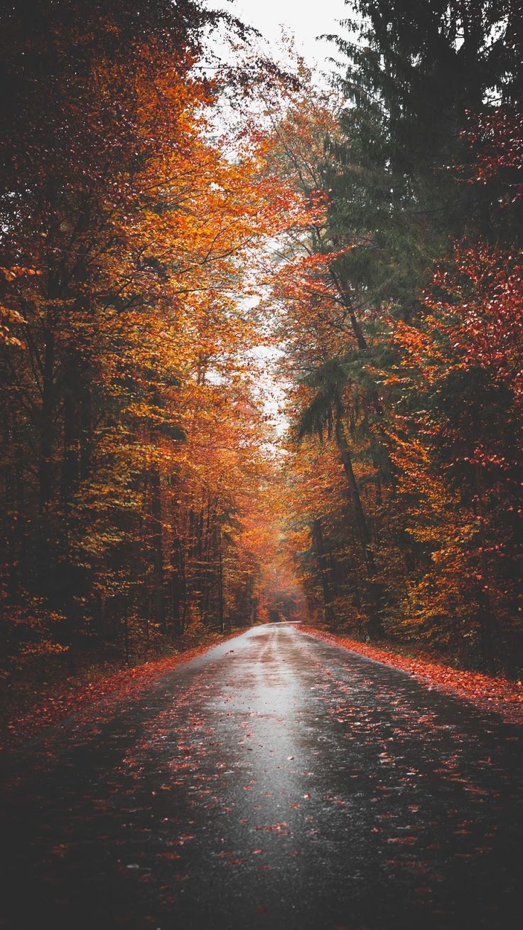 Fall Trees Tumblr Wallpapers