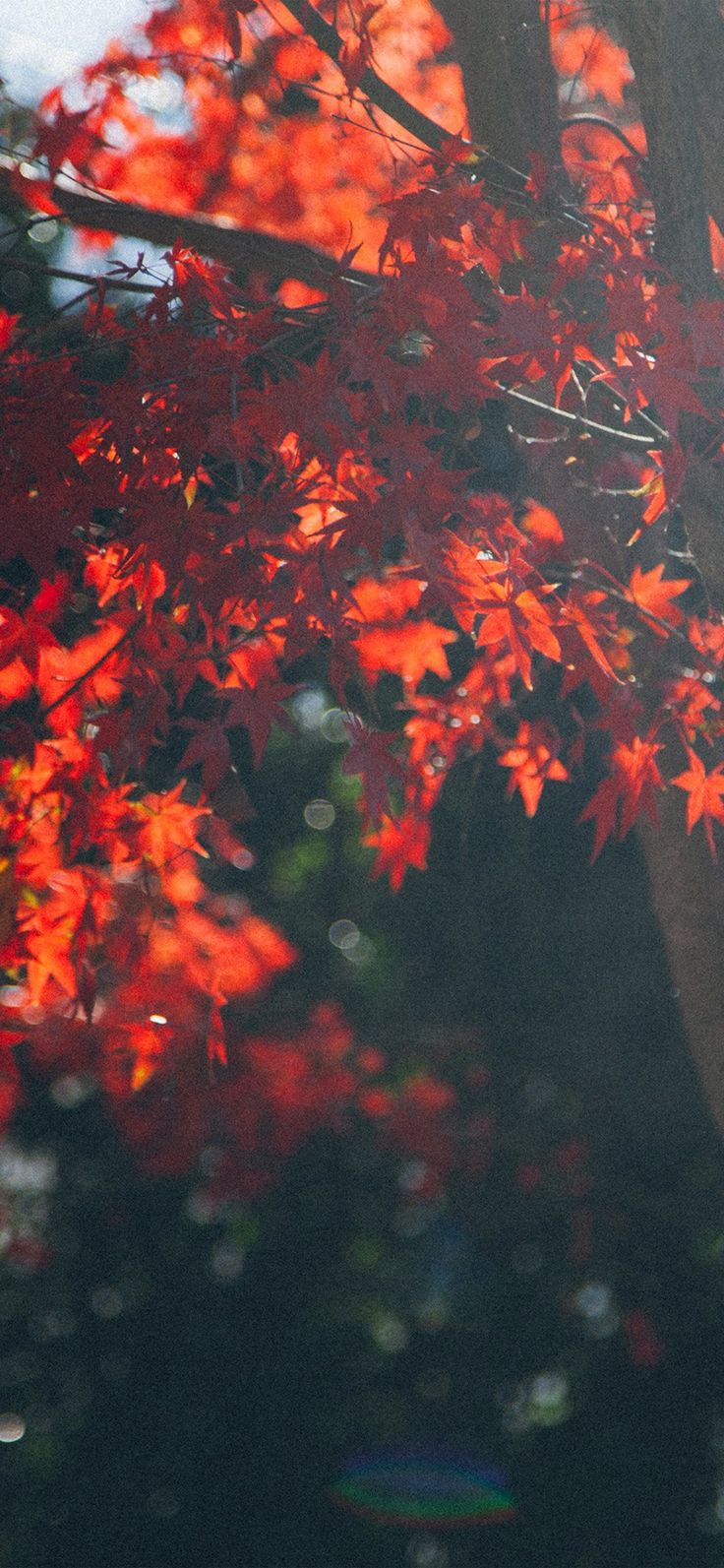 Fall Trees Tumblr Wallpapers