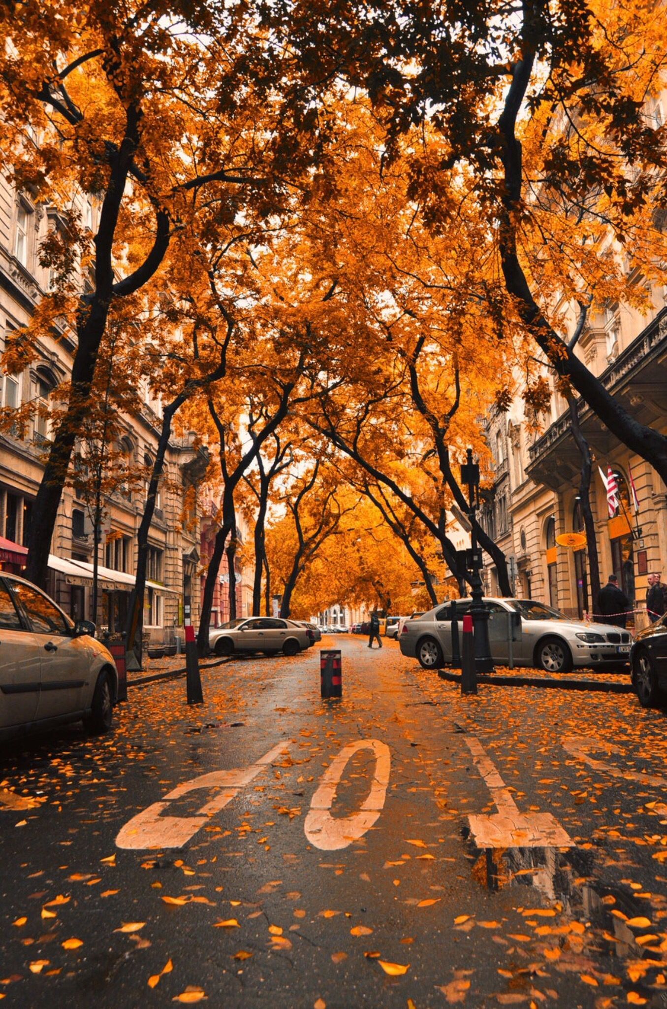 Fall Trees Tumblr Wallpapers