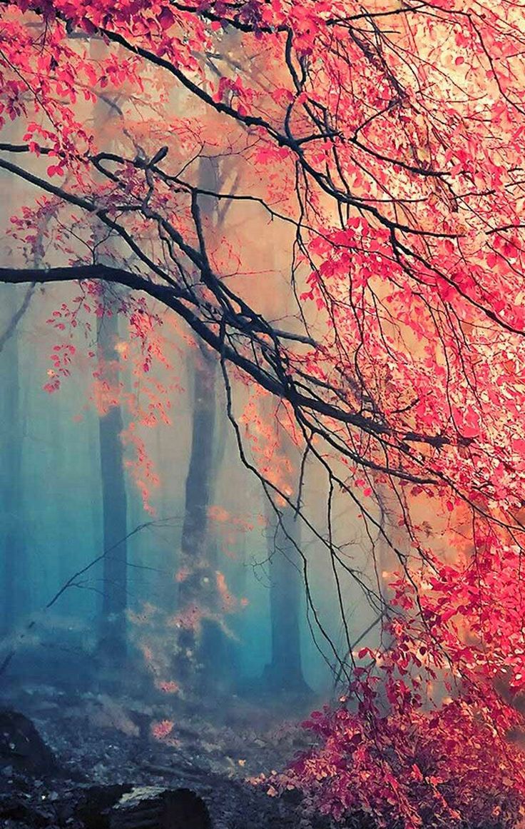 Fall Trees Tumblr Wallpapers