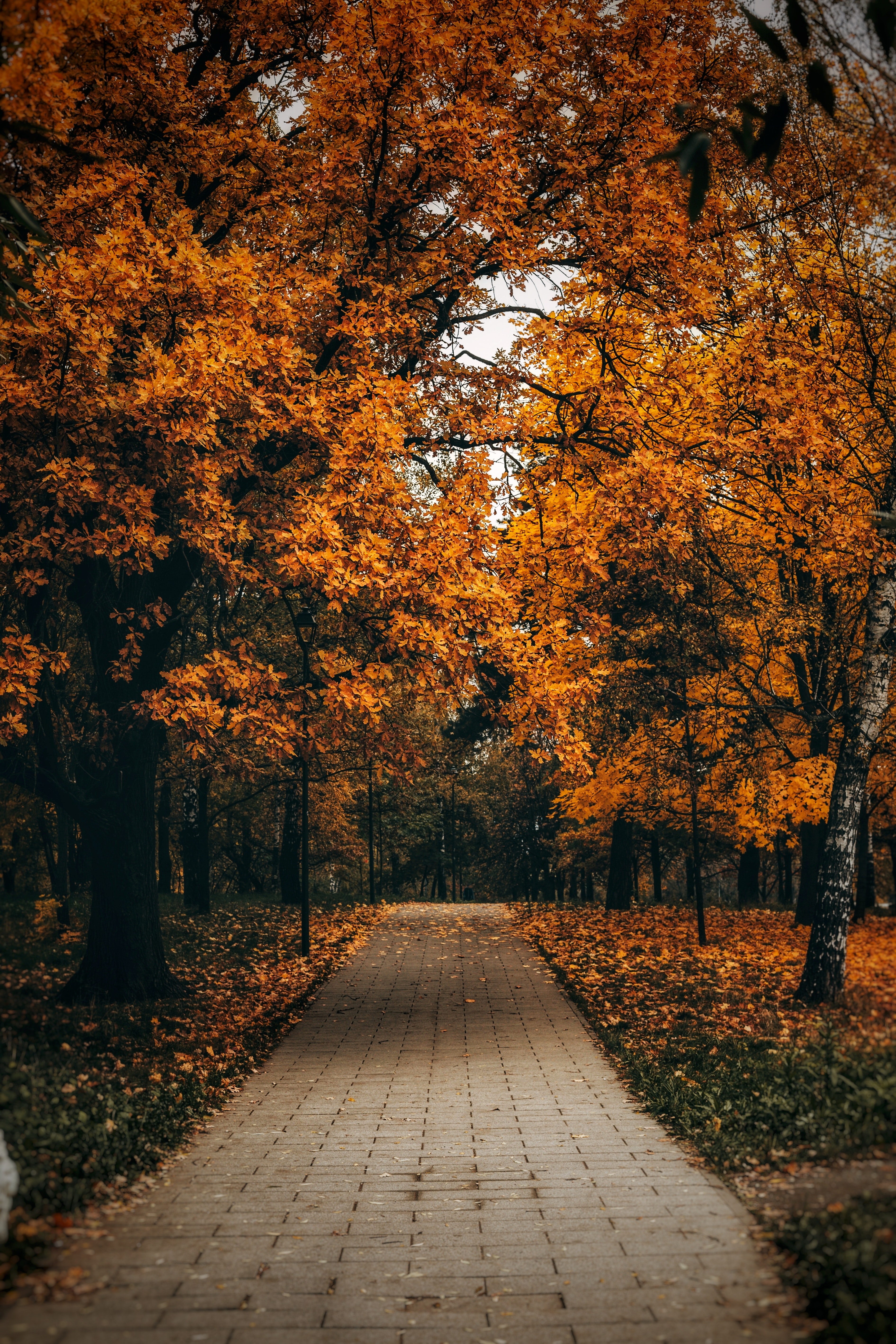 Fall Trees Tumblr Wallpapers