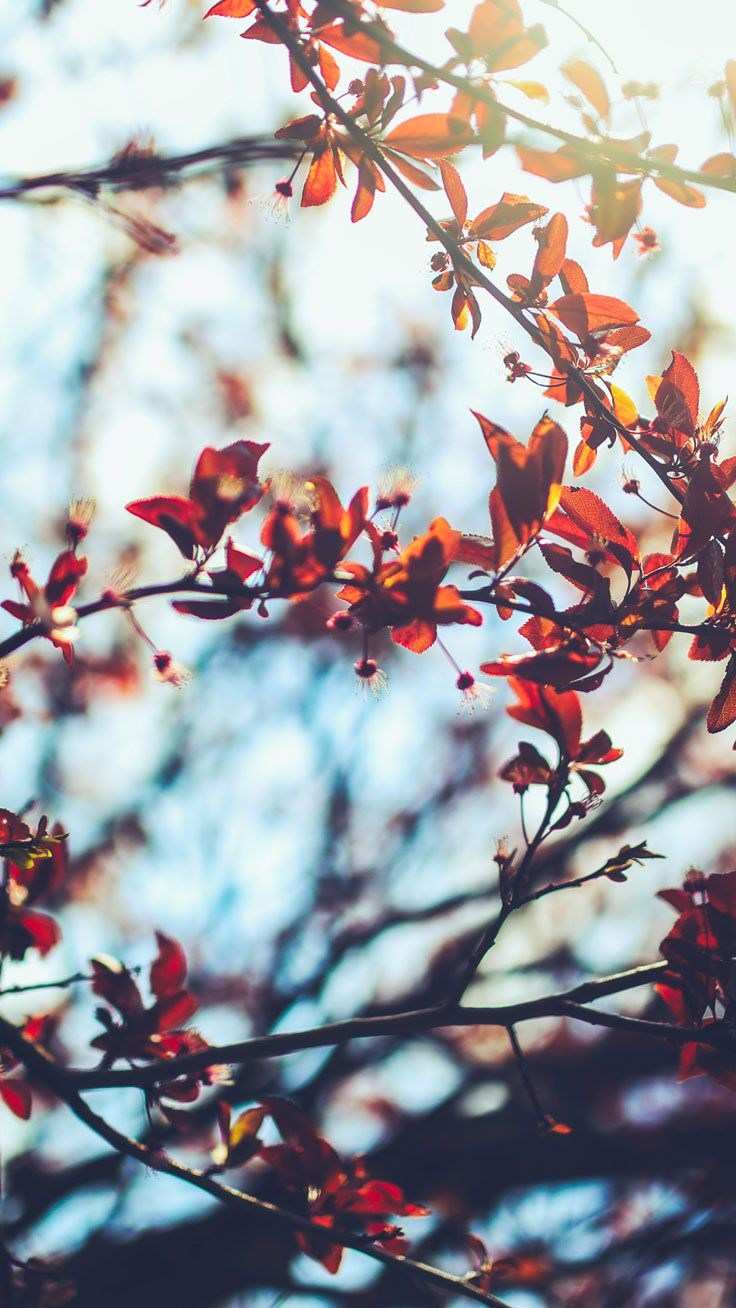 Fall Trees Tumblr Wallpapers