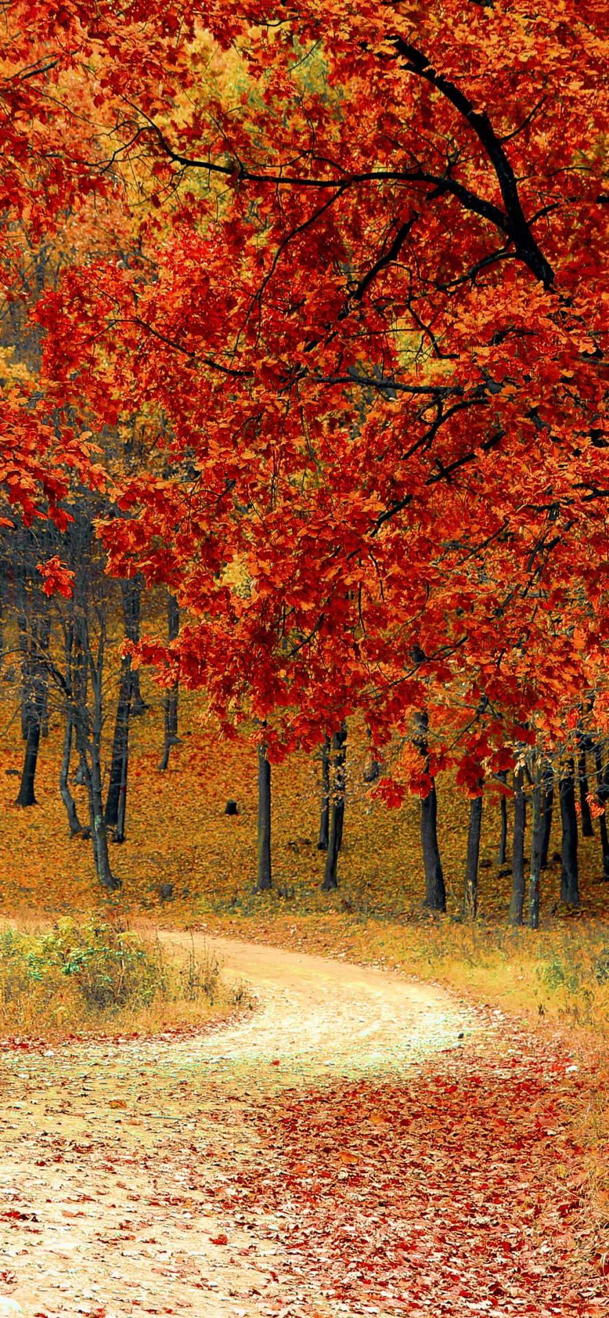 Fall Trees Tumblr Wallpapers