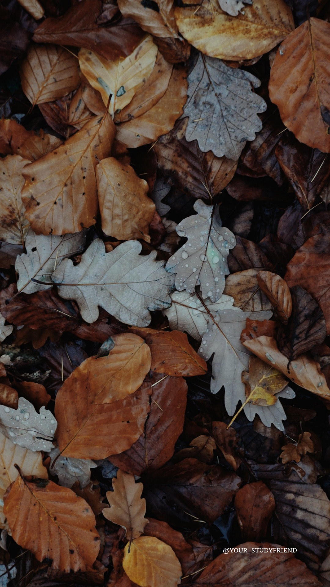 Fall Tumblr Background