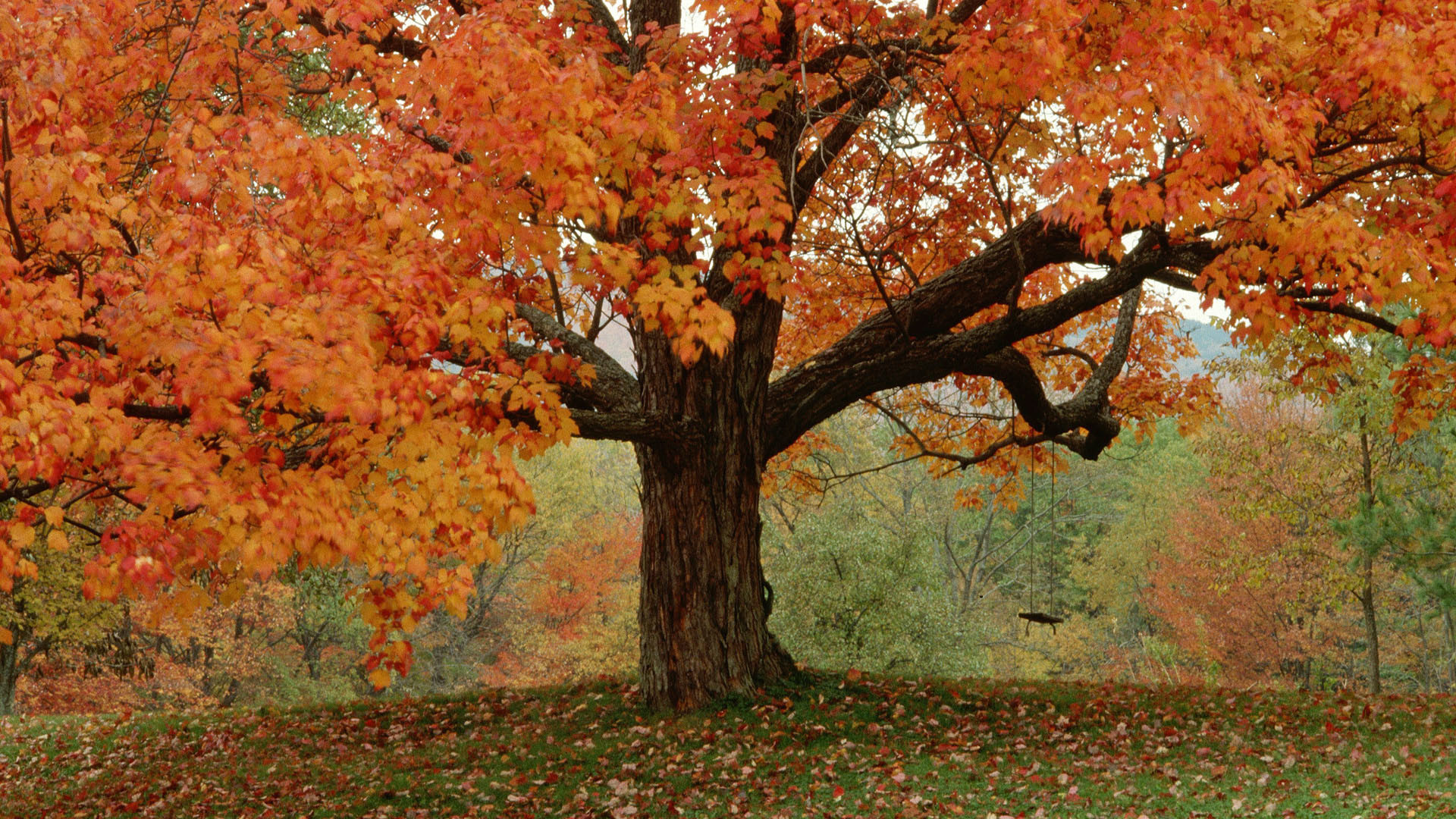 Fall Tumblr Background