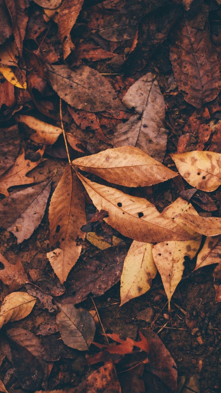 Fall Tumblr Background