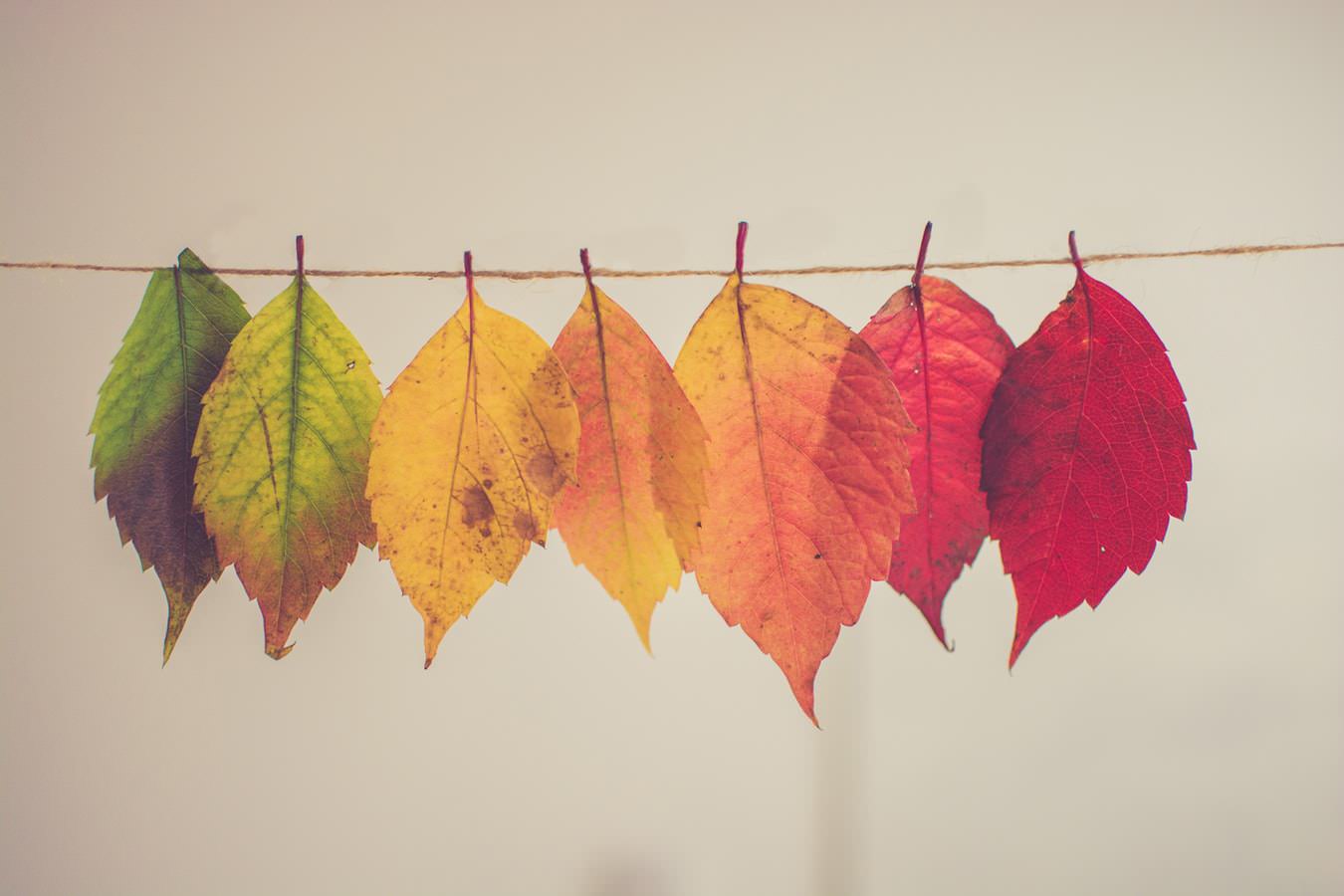 Fall Tumblr Background