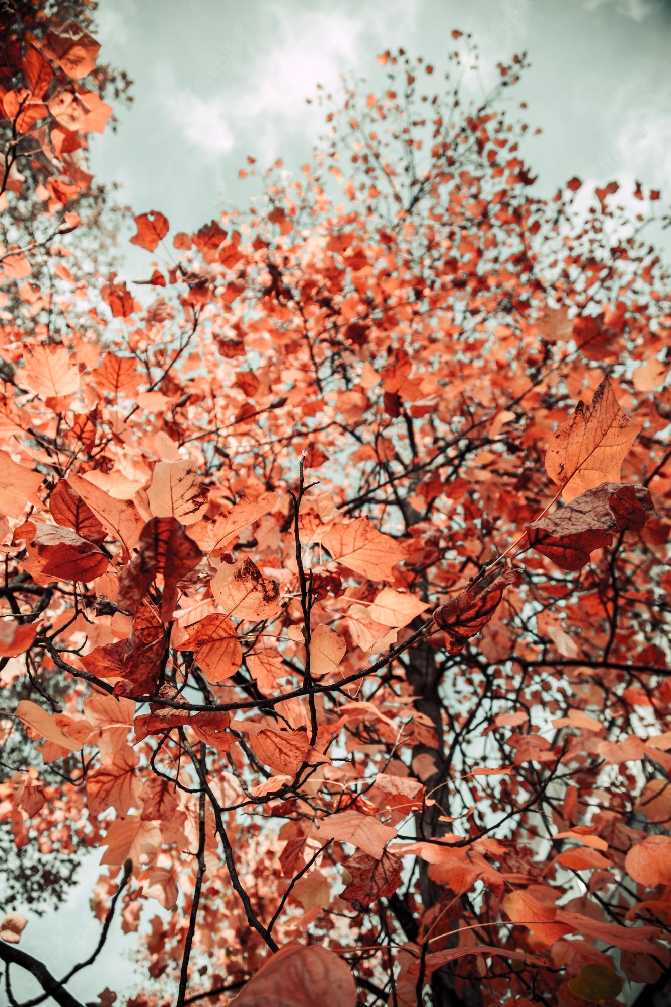 Fall Tumblr Background