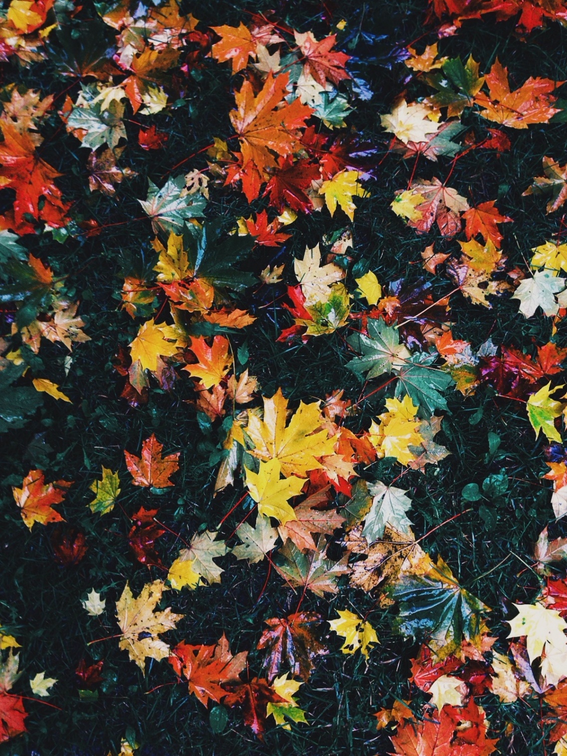 Fall Vsco Wallpapers