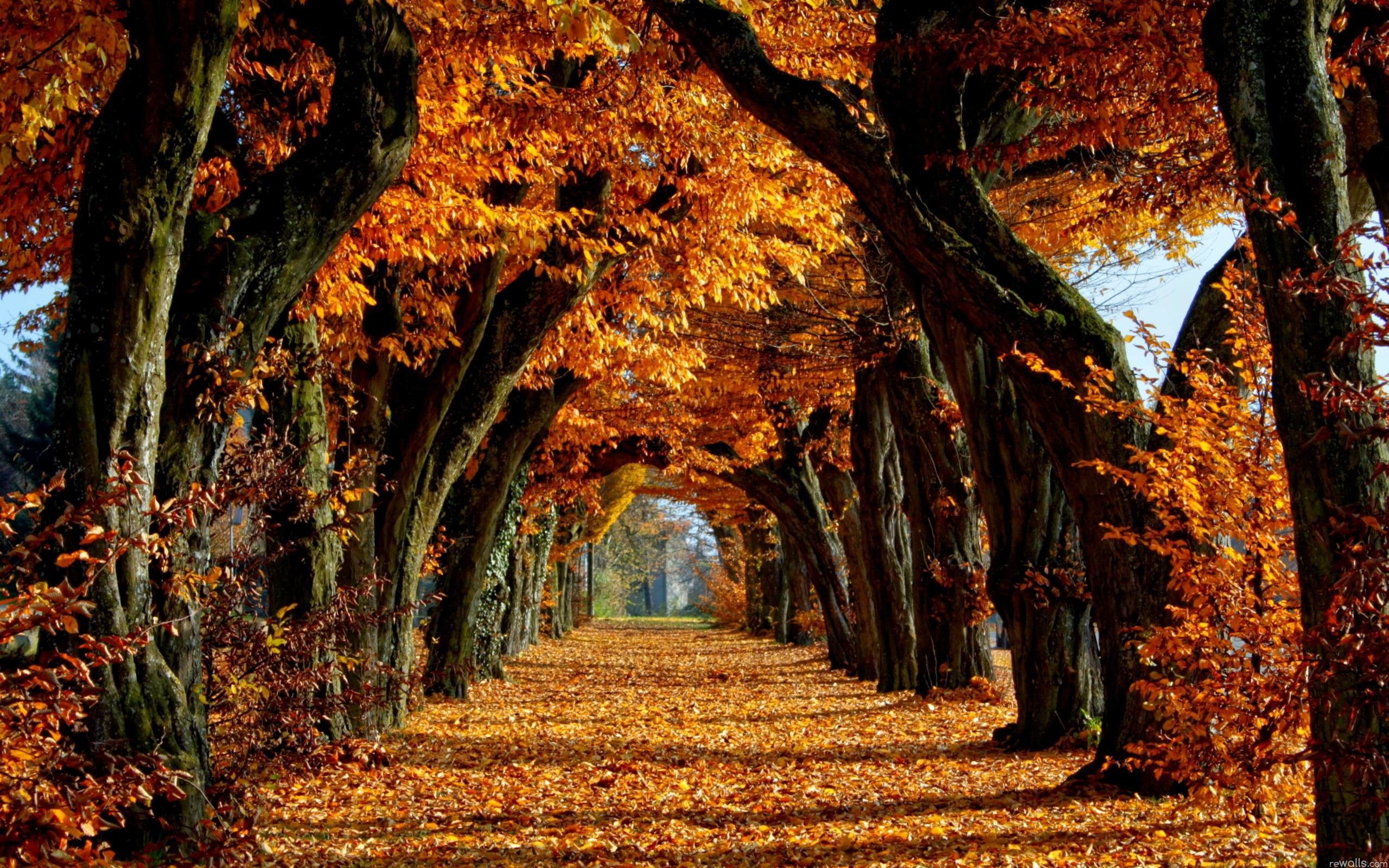 Fallen Leaves From Tree Wallpapers