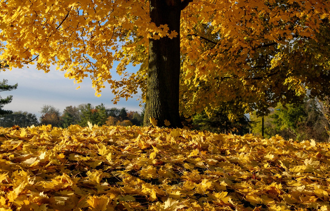 Fallen Leaves From Tree Wallpapers