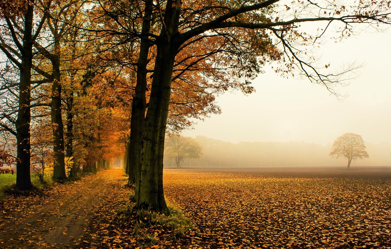 Fallen Leaves From Tree Wallpapers