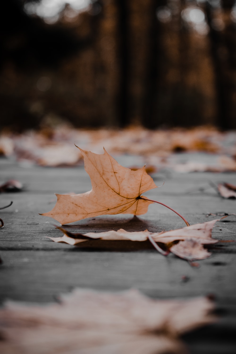 Fallen Leaves From Tree Wallpapers