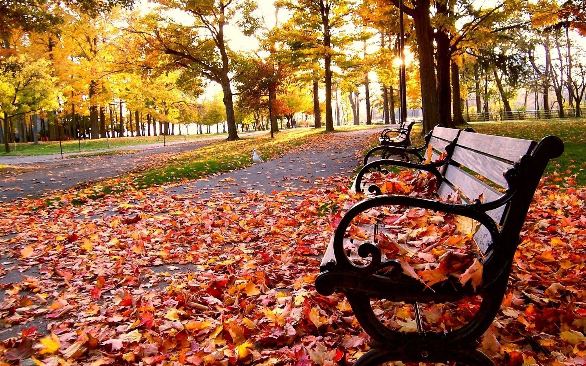 Fallen Leaves From Tree Wallpapers