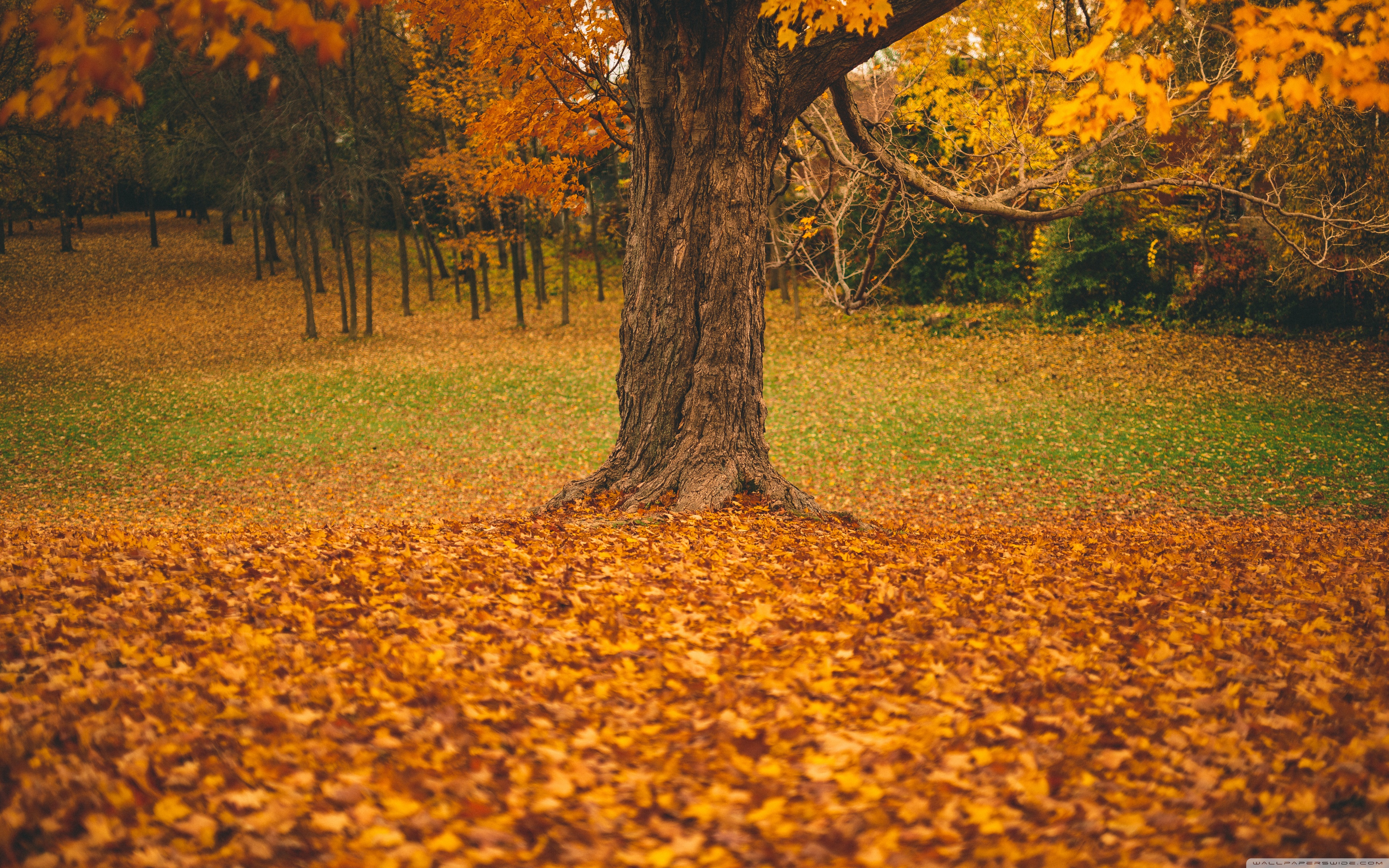 Fallen Leaves From Tree Wallpapers