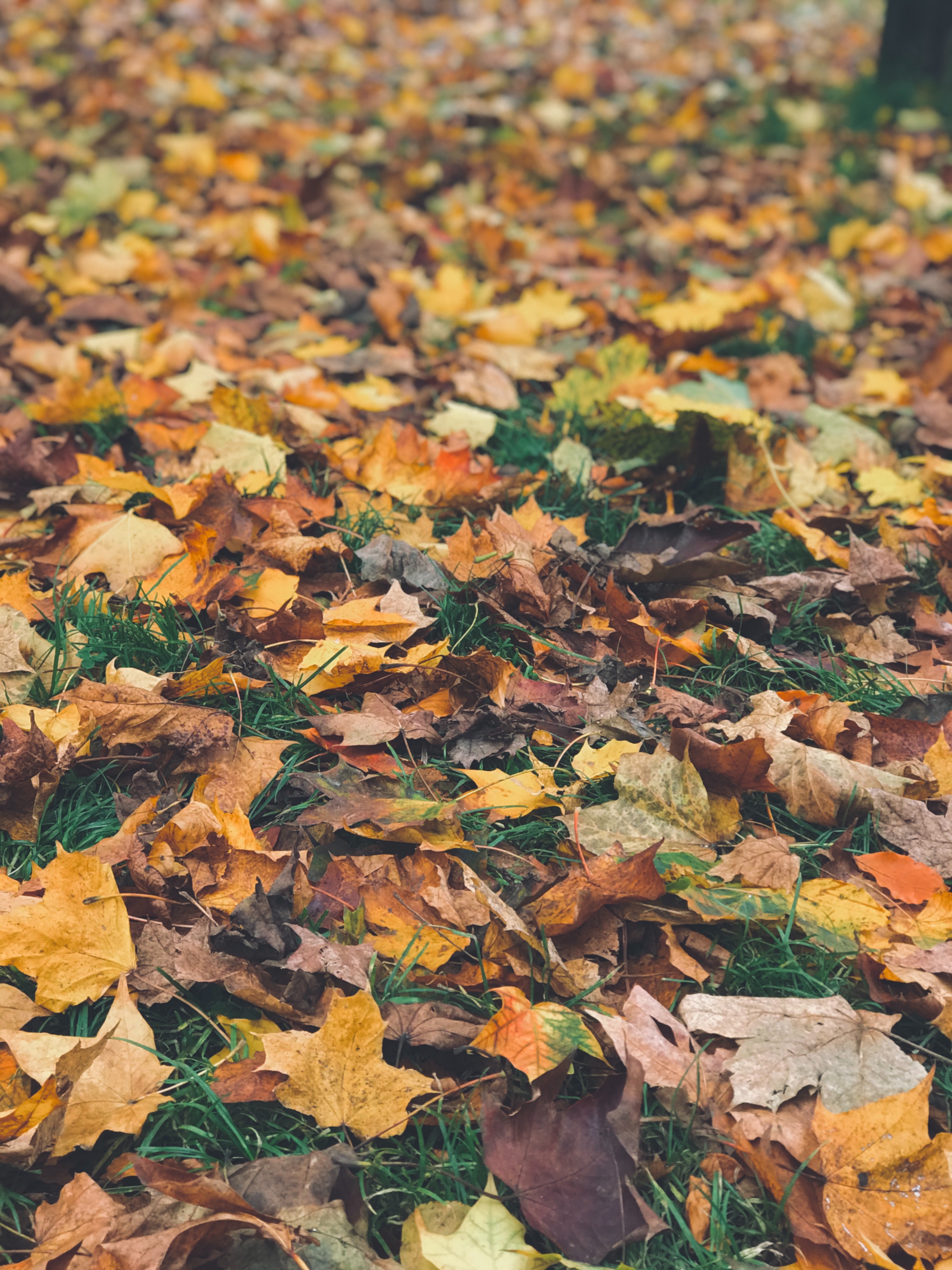 Fallen Leaves From Tree Wallpapers