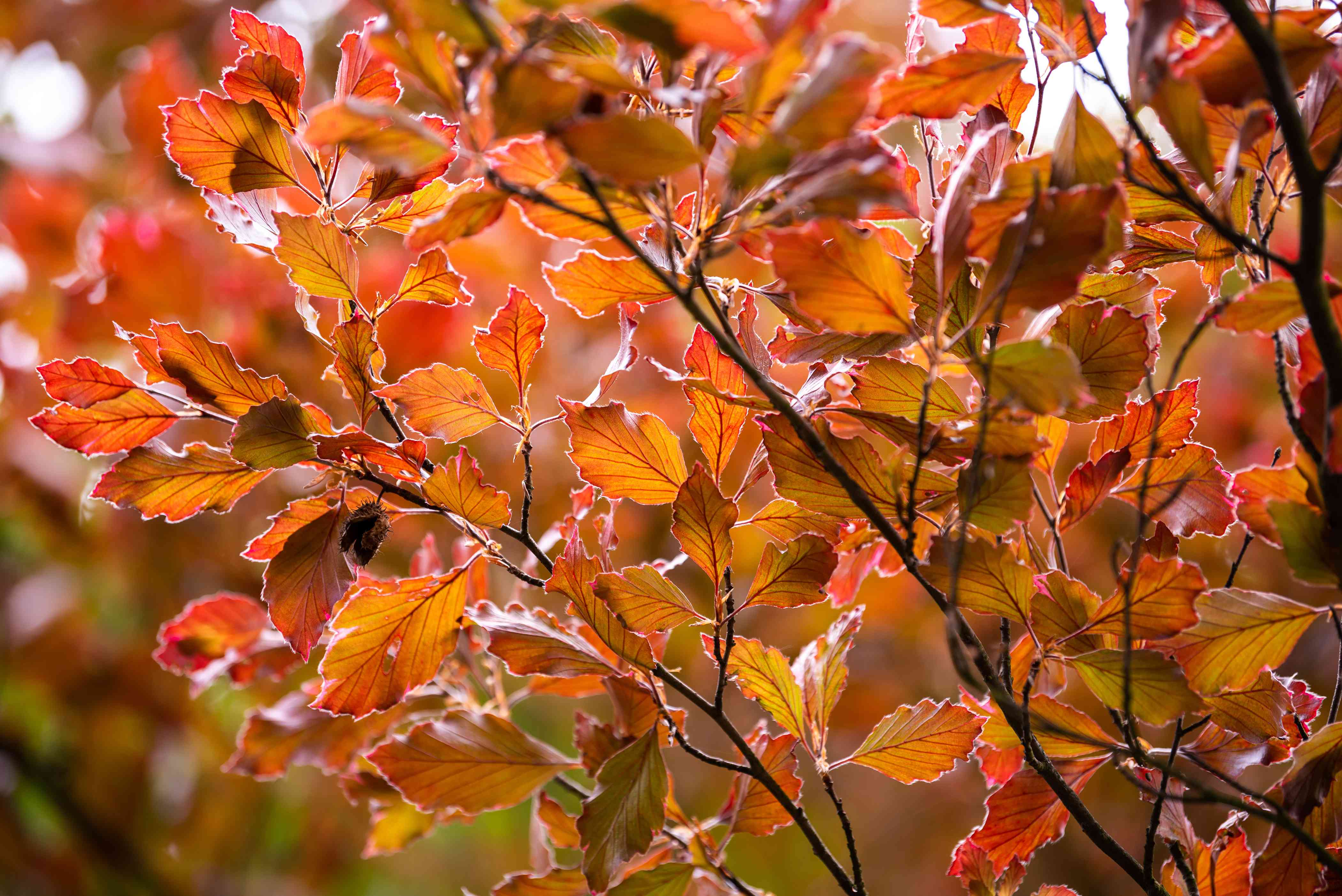 Fallen Leaves From Tree Wallpapers