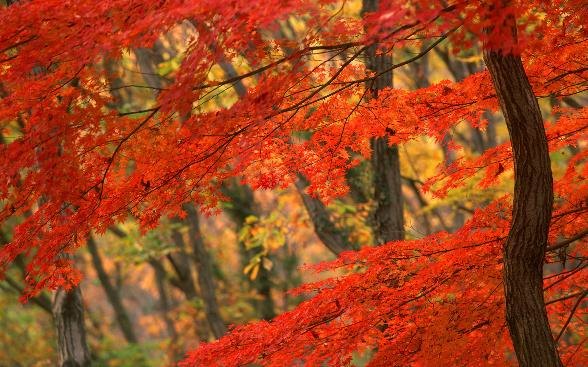 Fallen Leaves From Tree Wallpapers