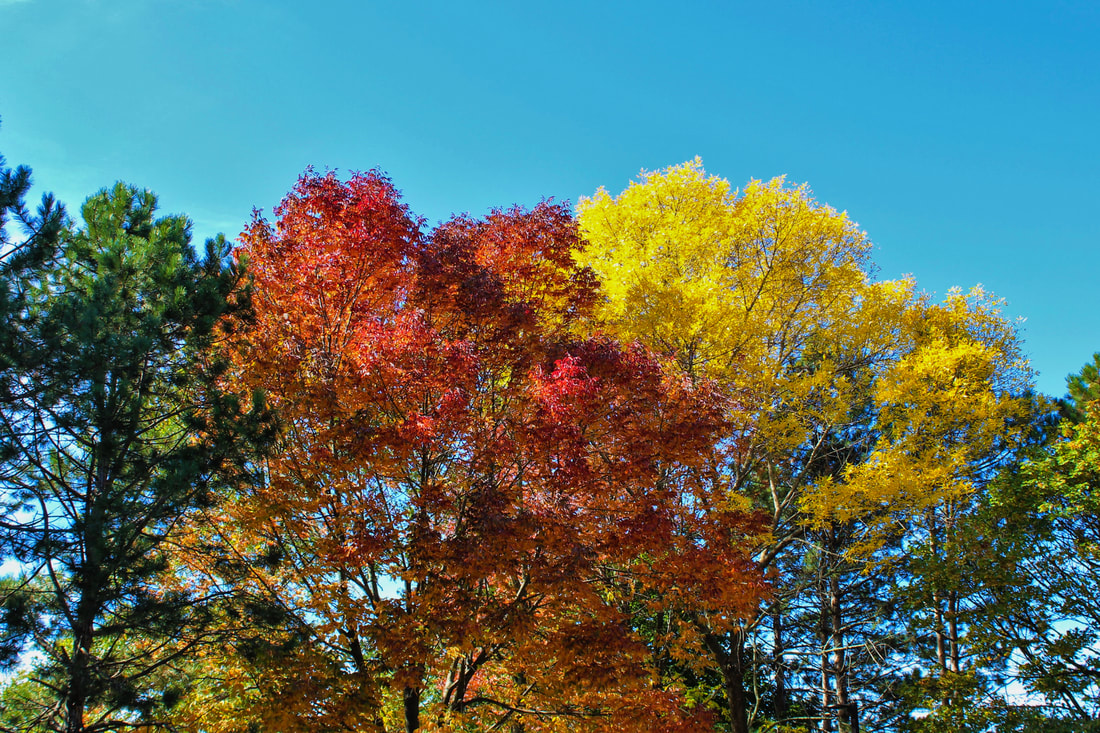 Fallen Leaves From Tree Wallpapers