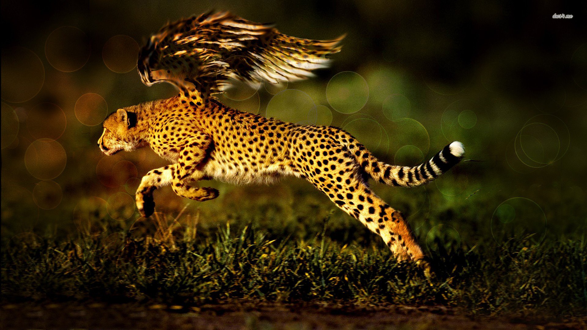 Fantasy Cheetah Wallpapers