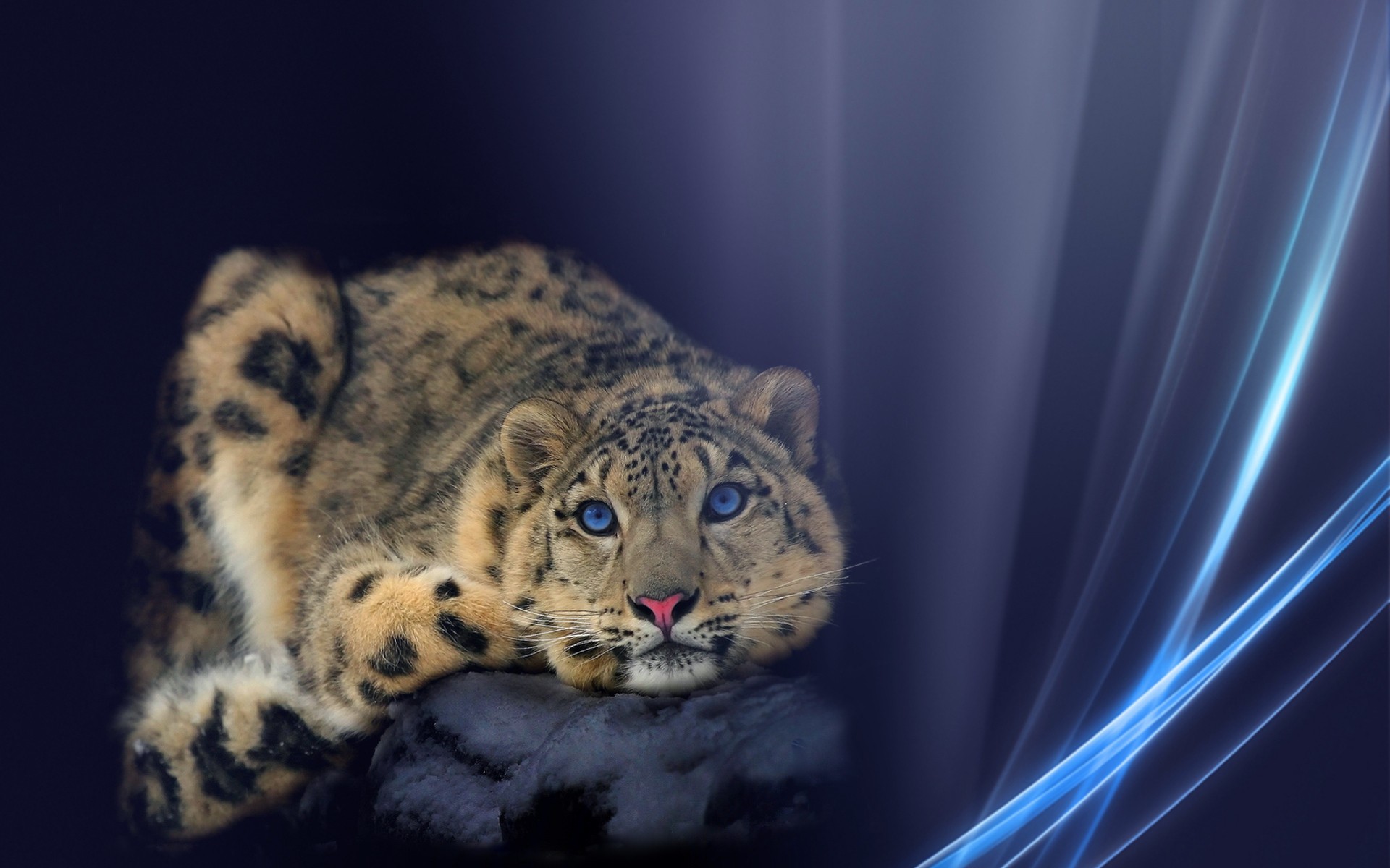 Fantasy Leopard Wallpapers