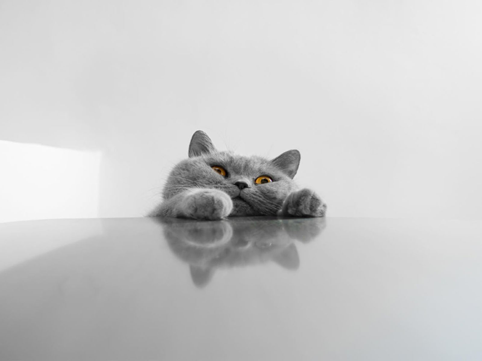 Fat Cat Wallpapers