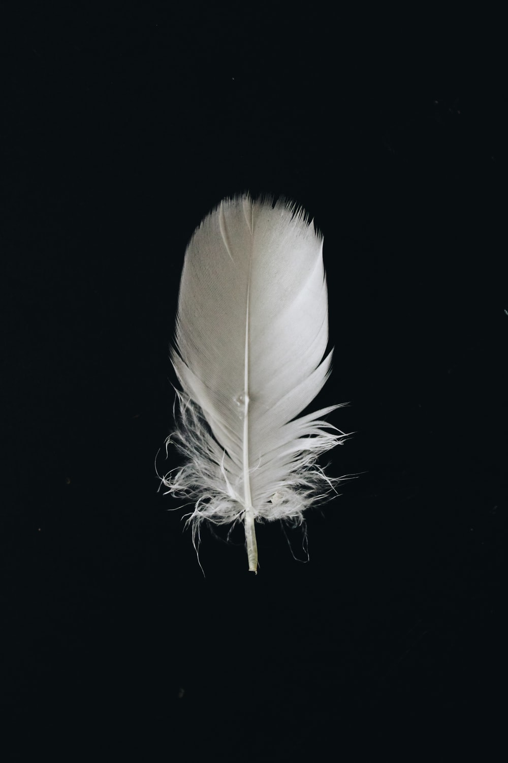 Feather Wallpapers