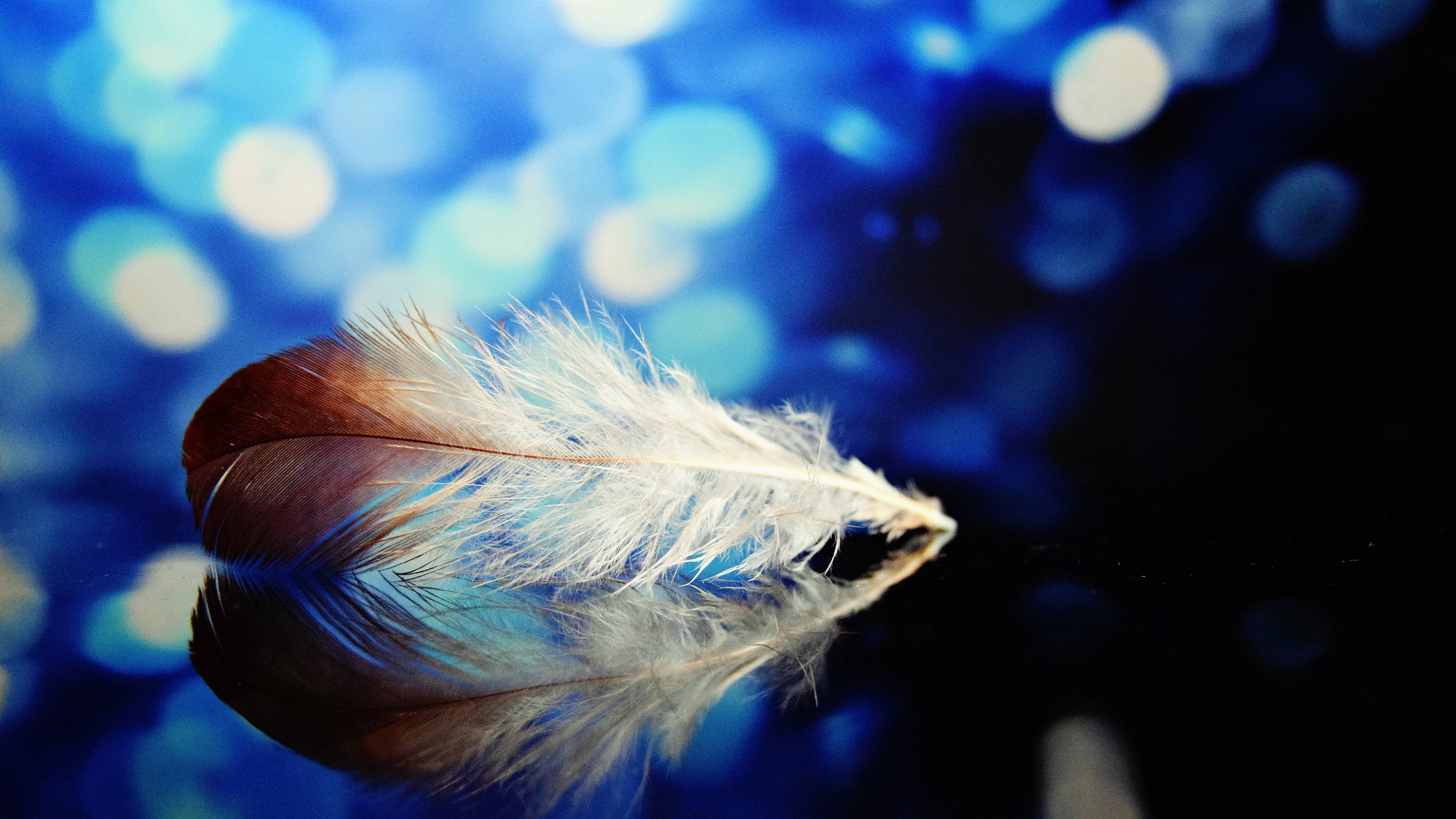 Feather Wallpapers