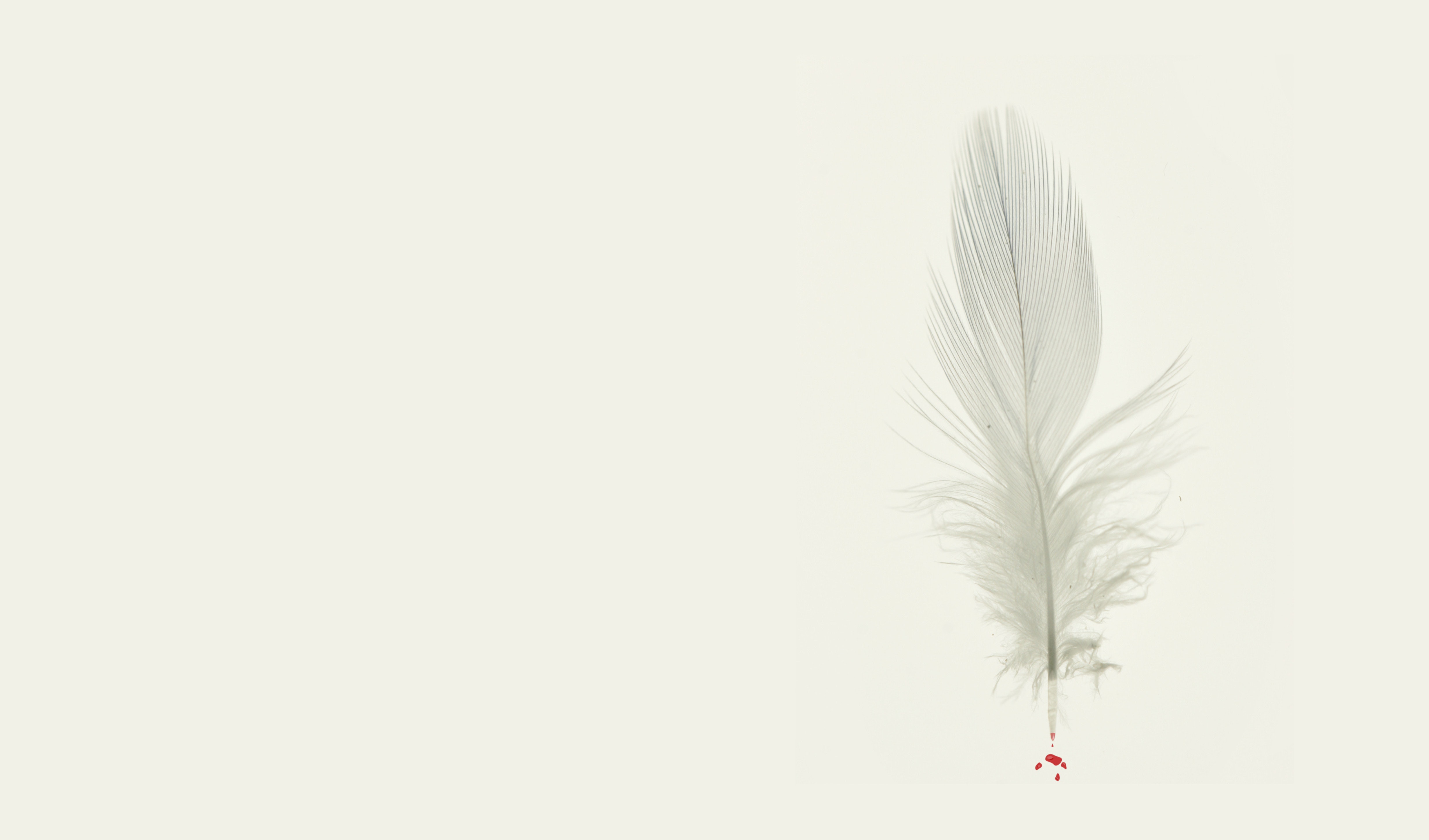 Feather Wallpapers