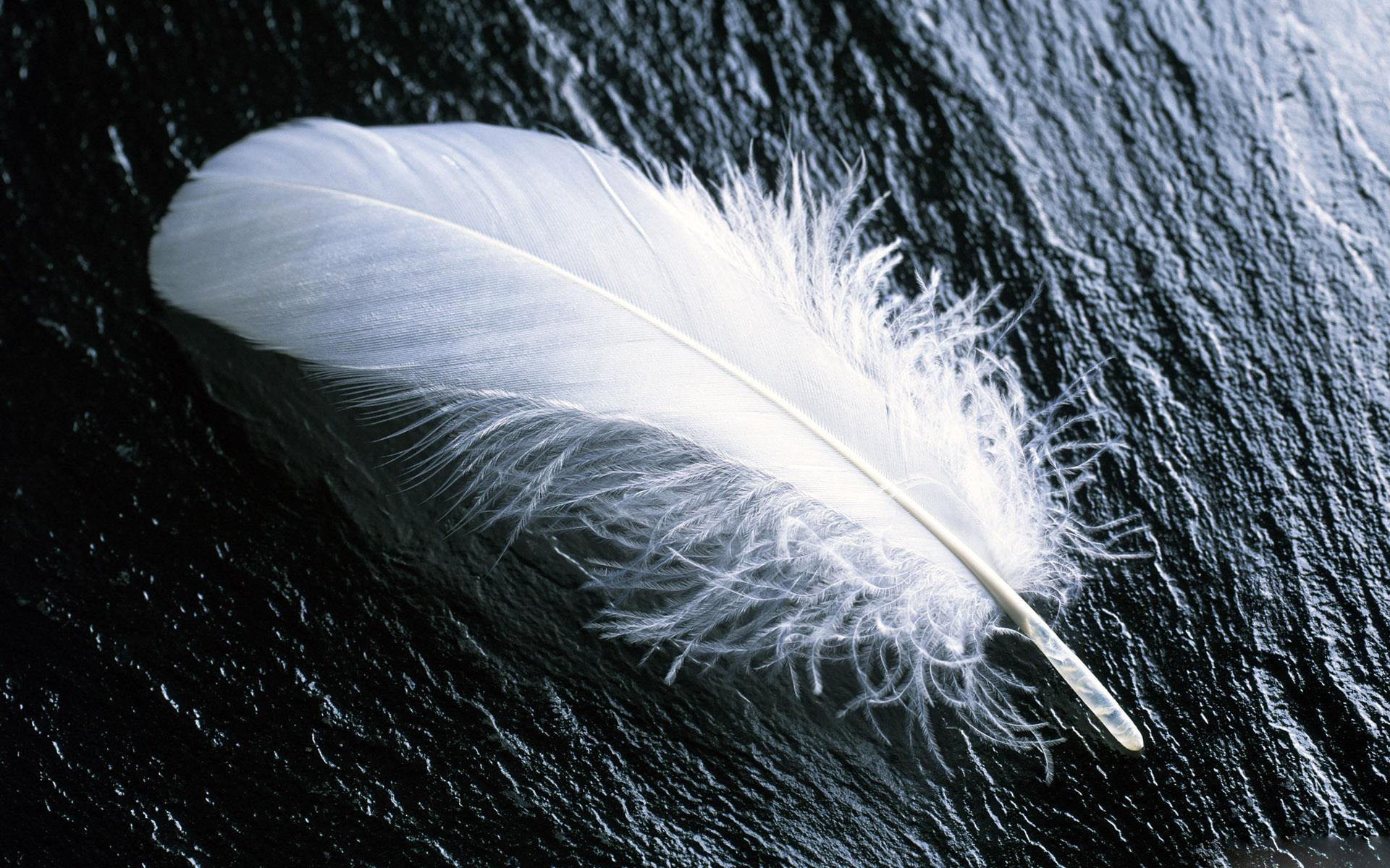 Feather Wallpapers