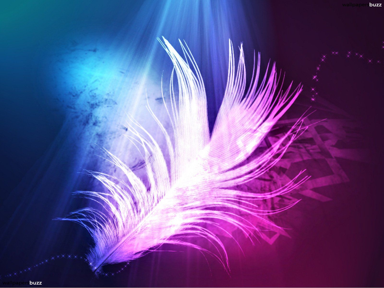 Feather Wallpapers