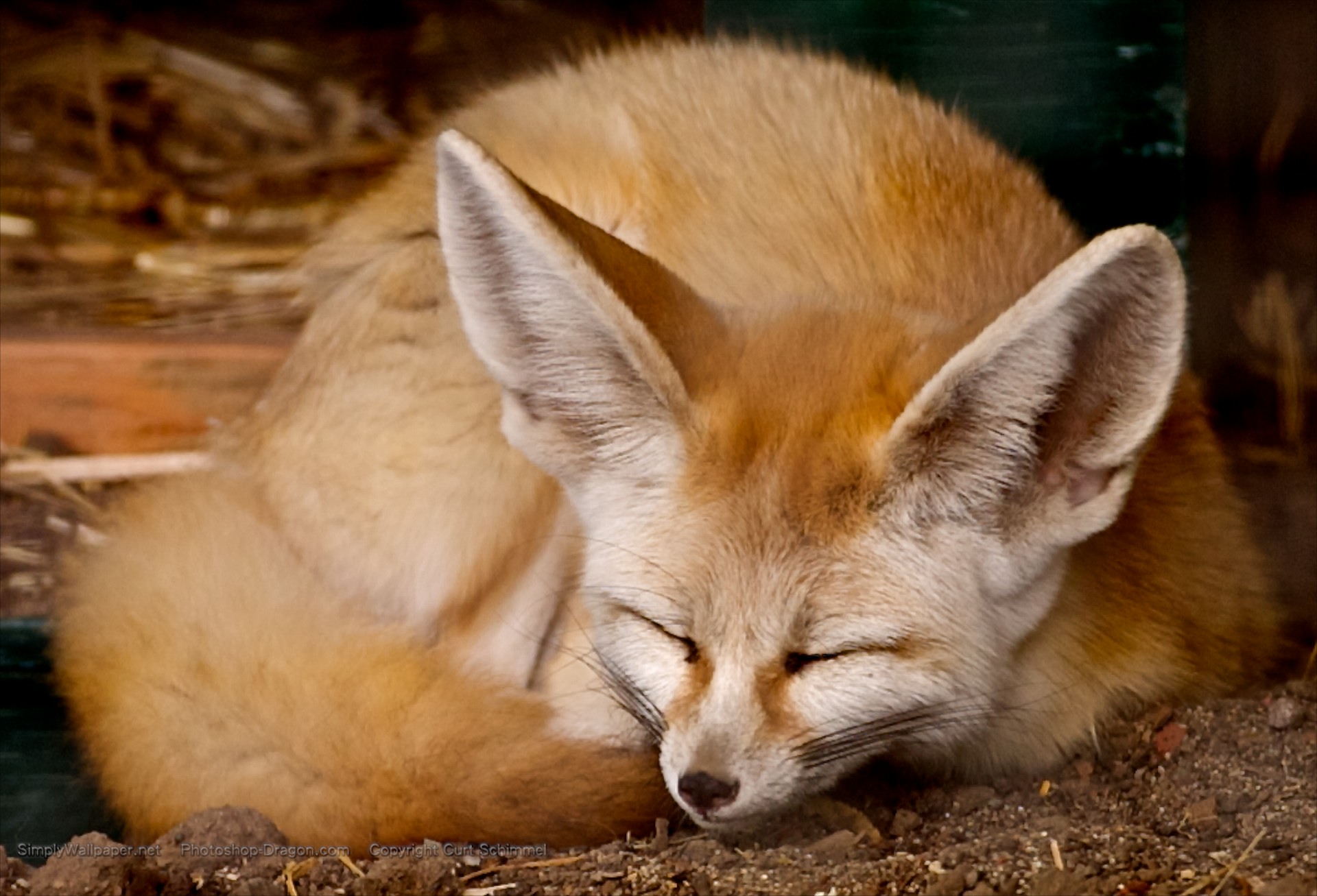 Fennec Fox Wallpapers