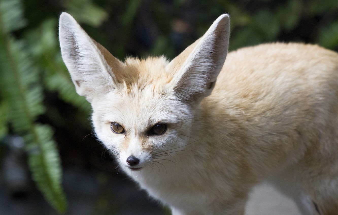 Fennec Fox Wallpapers